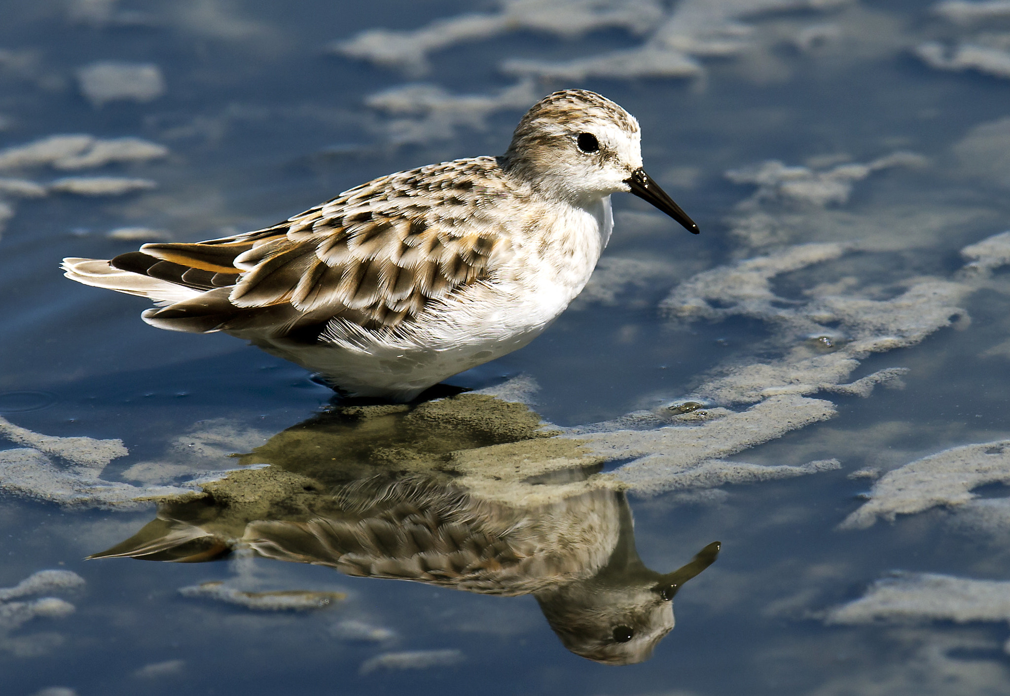 Canon EF 400mm F2.8L IS II USM sample photo. Little stint photography