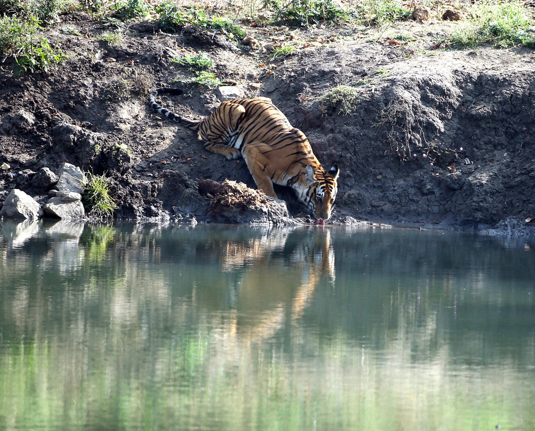 Canon EF 200-400mm F4L IS USM Extender 1.4x sample photo. Tiger quenching his thirst photography