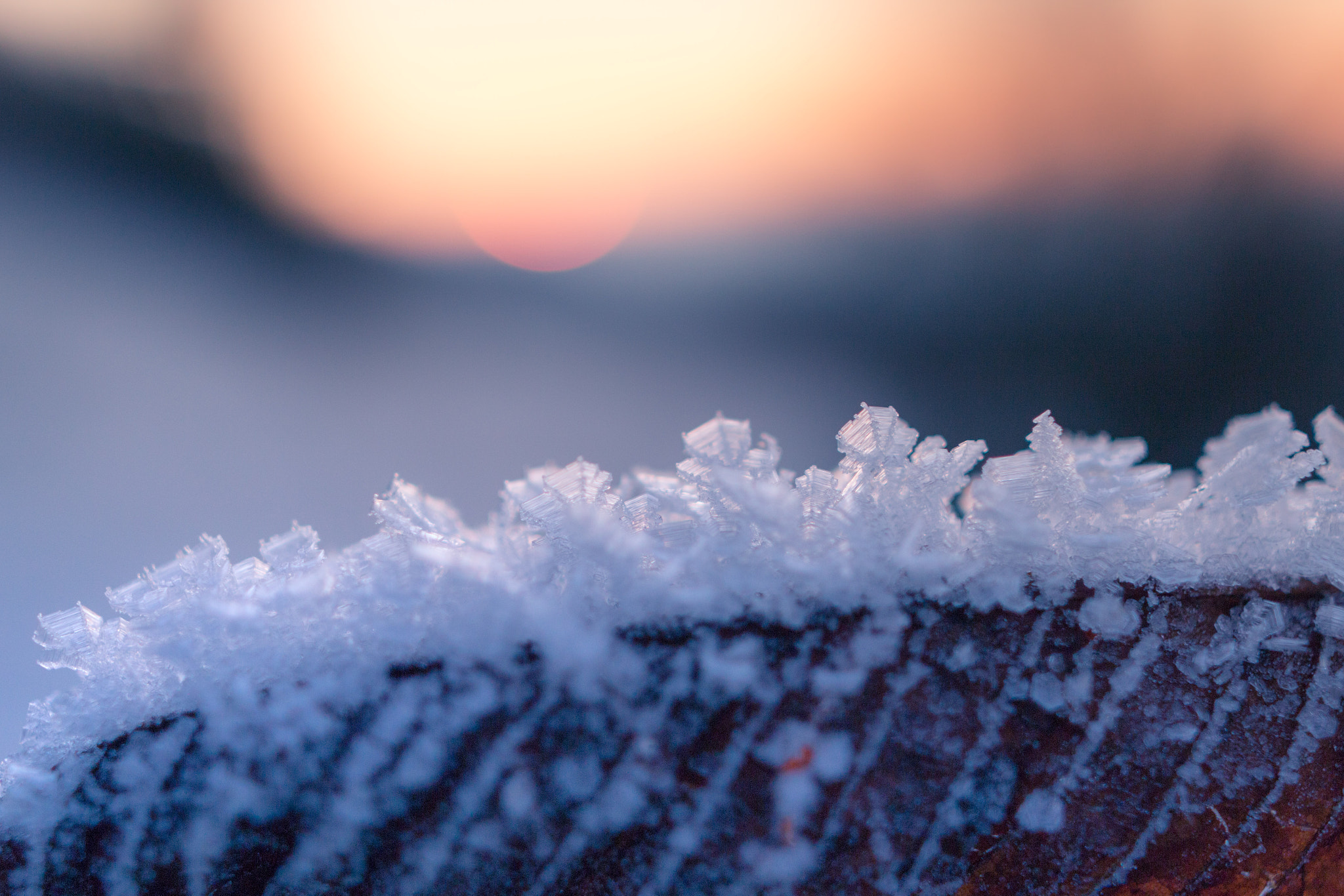 Sigma 24mm F1.4 DG HSM Art sample photo. Frozen leave. photography
