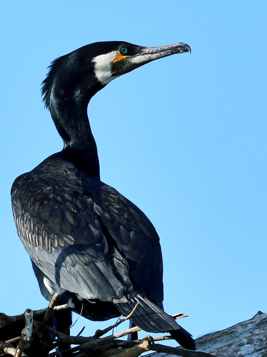 Canon EF 200-400mm F4L IS USM Extender 1.4x sample photo. Cormorant photography