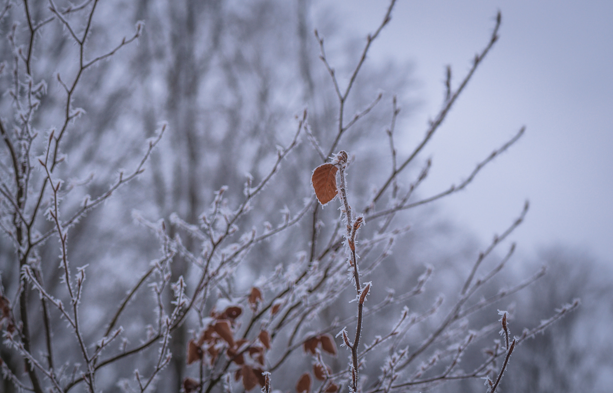 Nikon AF-S Micro-Nikkor 105mm F2.8G IF-ED VR sample photo. Autumn accent. Осінній акцент. photography