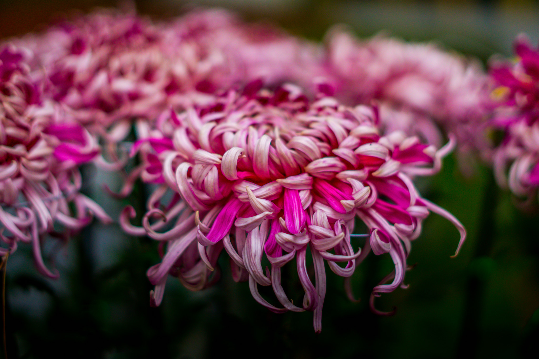 Sony FE 50mm F1.8 sample photo. Flower photography