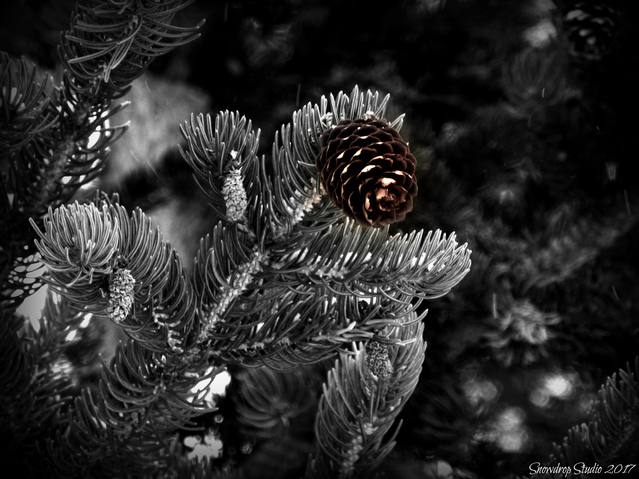 Panasonic Lumix DMC-ZS20 (Lumix DMC-TZ30) sample photo. Pine cone focus photography