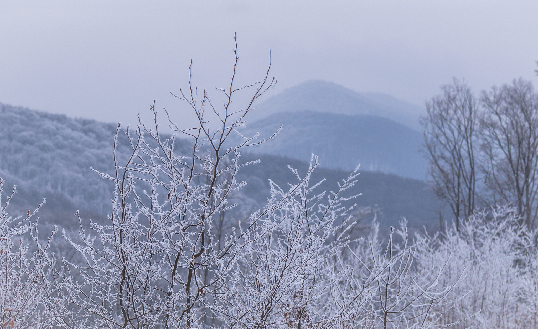 Nikon AF-S Micro-Nikkor 105mm F2.8G IF-ED VR sample photo. Winter transcarpathian. Зимове Закарпаття. photography