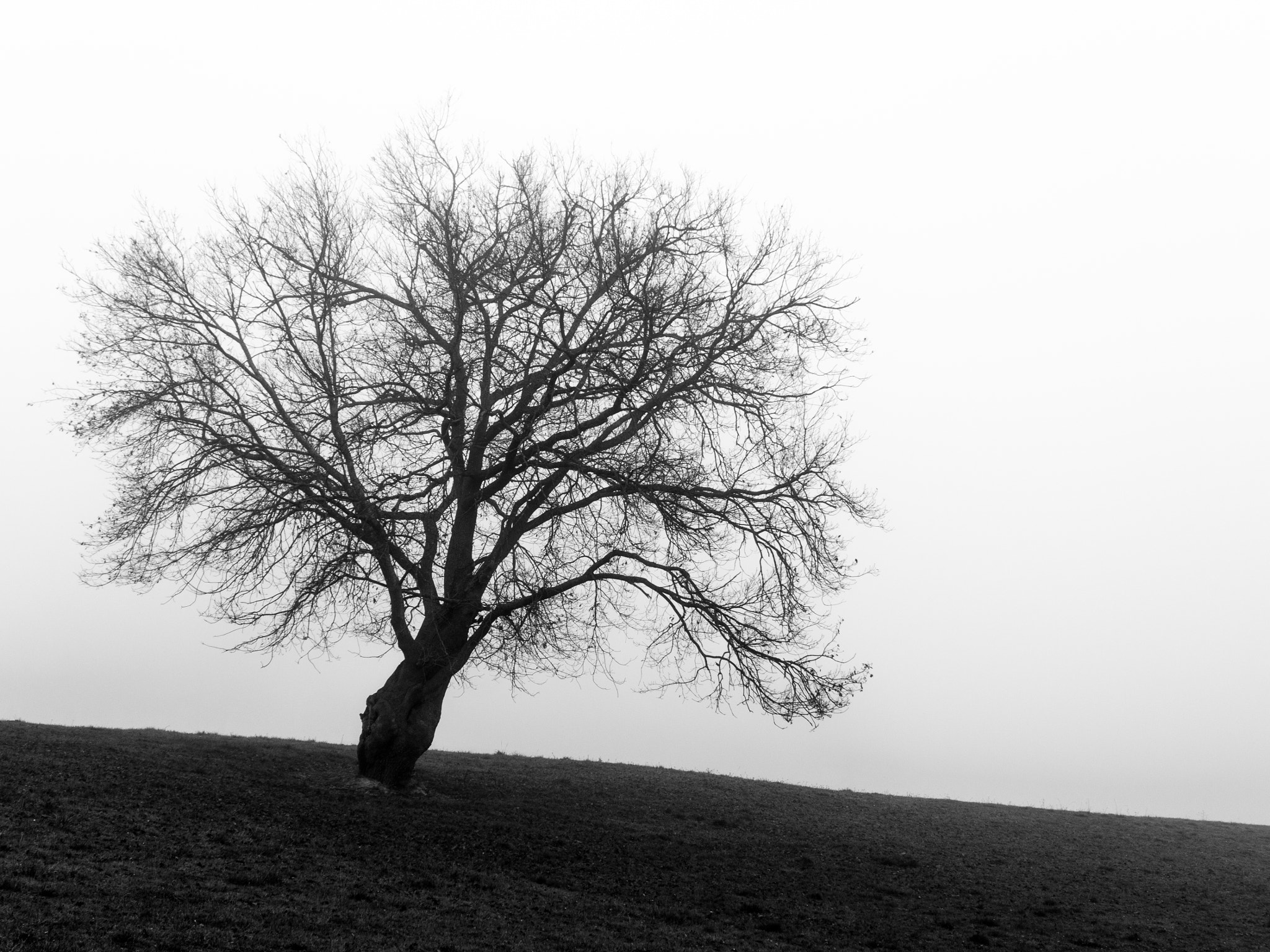 Sony Alpha NEX-7 sample photo. Un arbre noir photography