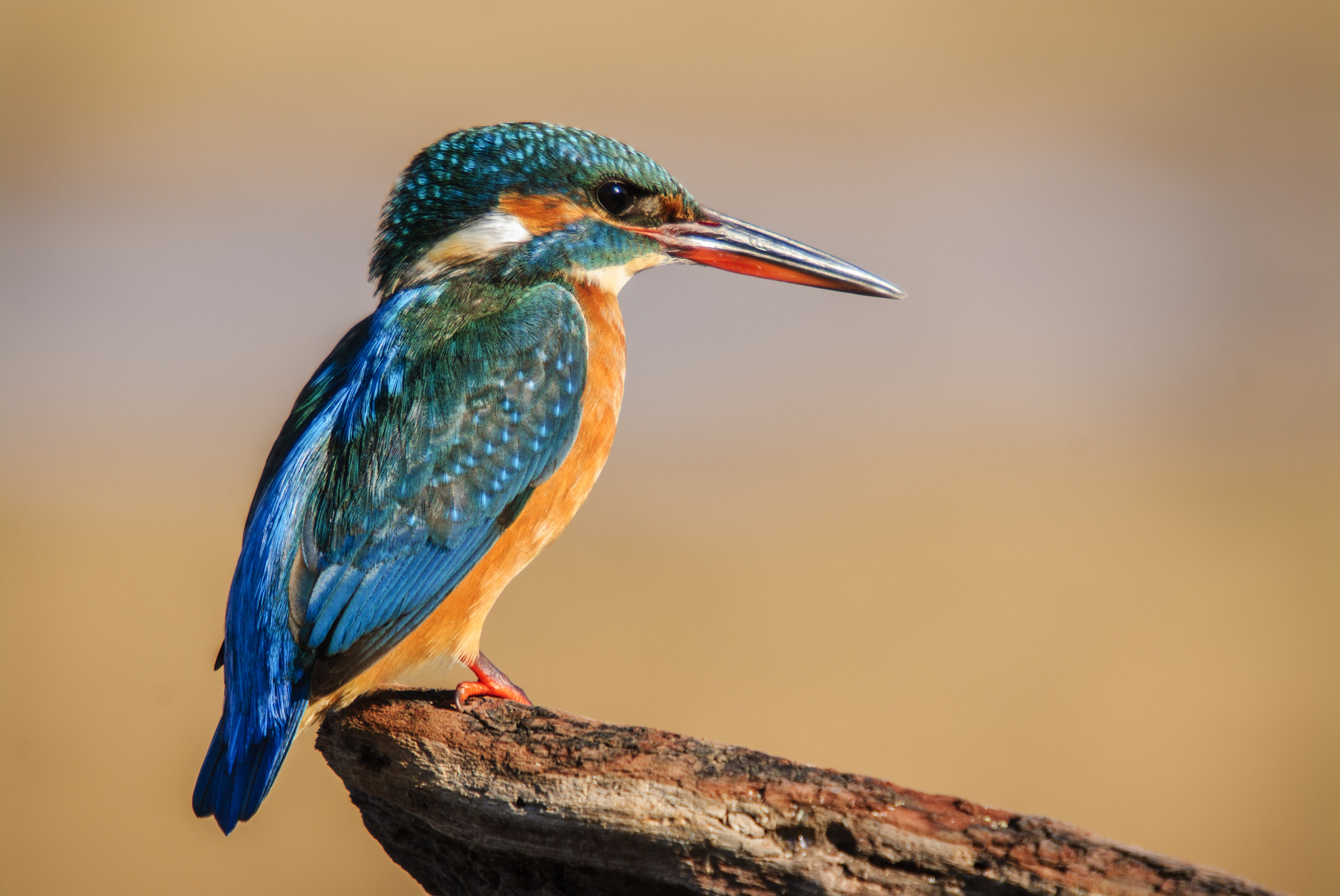 Sigma 50-500mm F4-6.3 EX APO RF HSM sample photo. Kingfisher photography