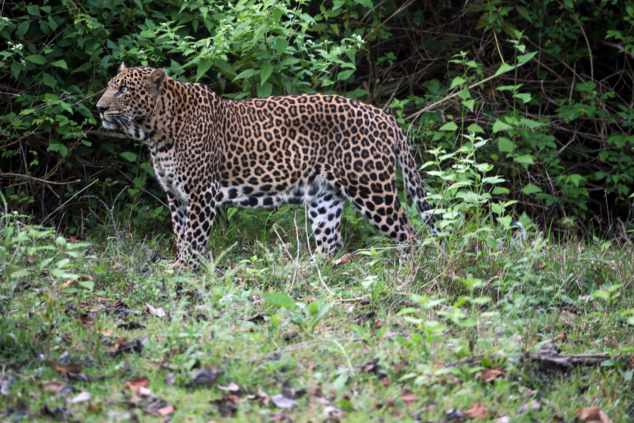 Canon EOS-1D X + Canon EF 200-400mm F4L IS USM Extender 1.4x sample photo. Leopard on the prowl photography