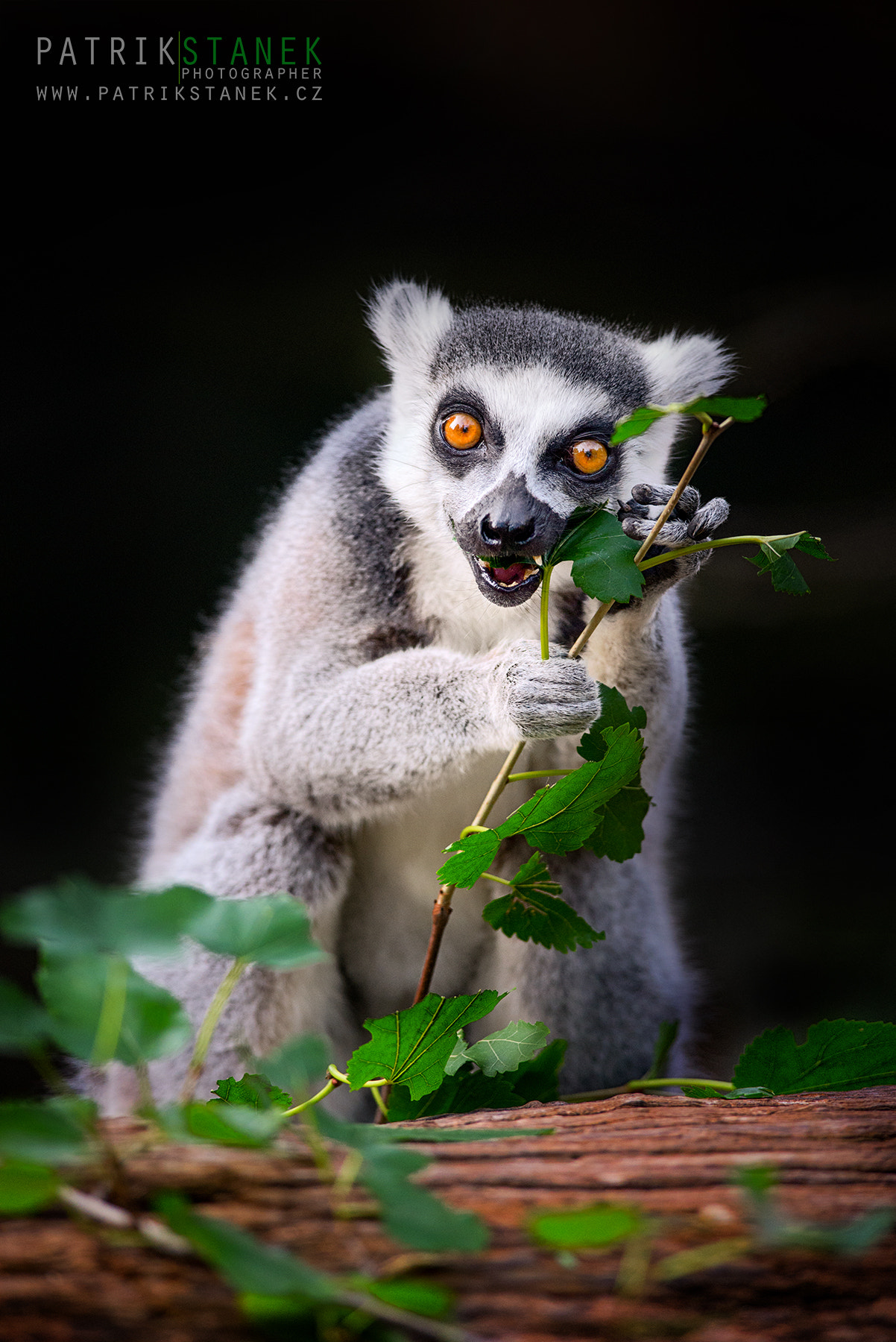 Nikon D610 + Nikon AF-S Nikkor 300mm F4D ED-IF sample photo. Breakfast | zoo prague photography