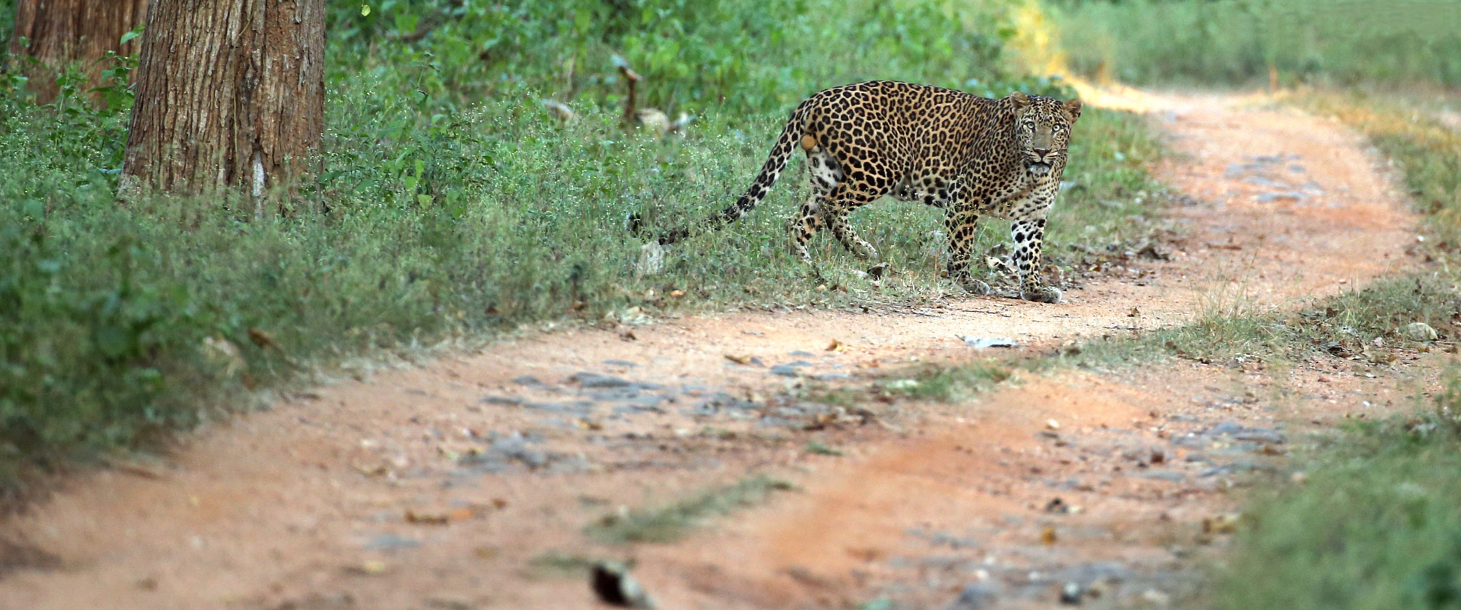Canon EF 200-400mm F4L IS USM Extender 1.4x sample photo. Leopard on the hunt photography