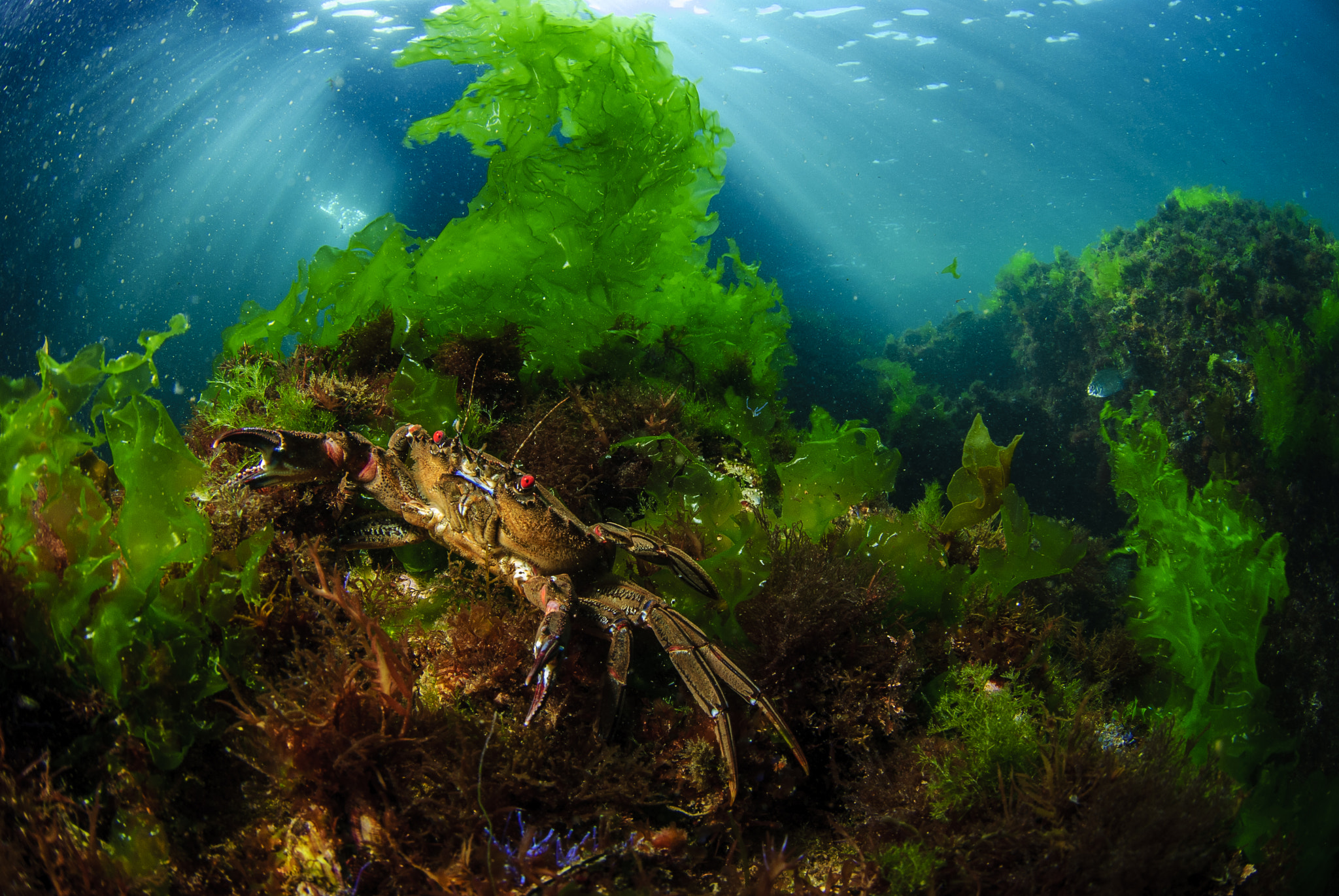 Nikon D200 + Nikon AF DX Fisheye-Nikkor 10.5mm F2.8G ED sample photo. Velvet swimming crab.jpg photography