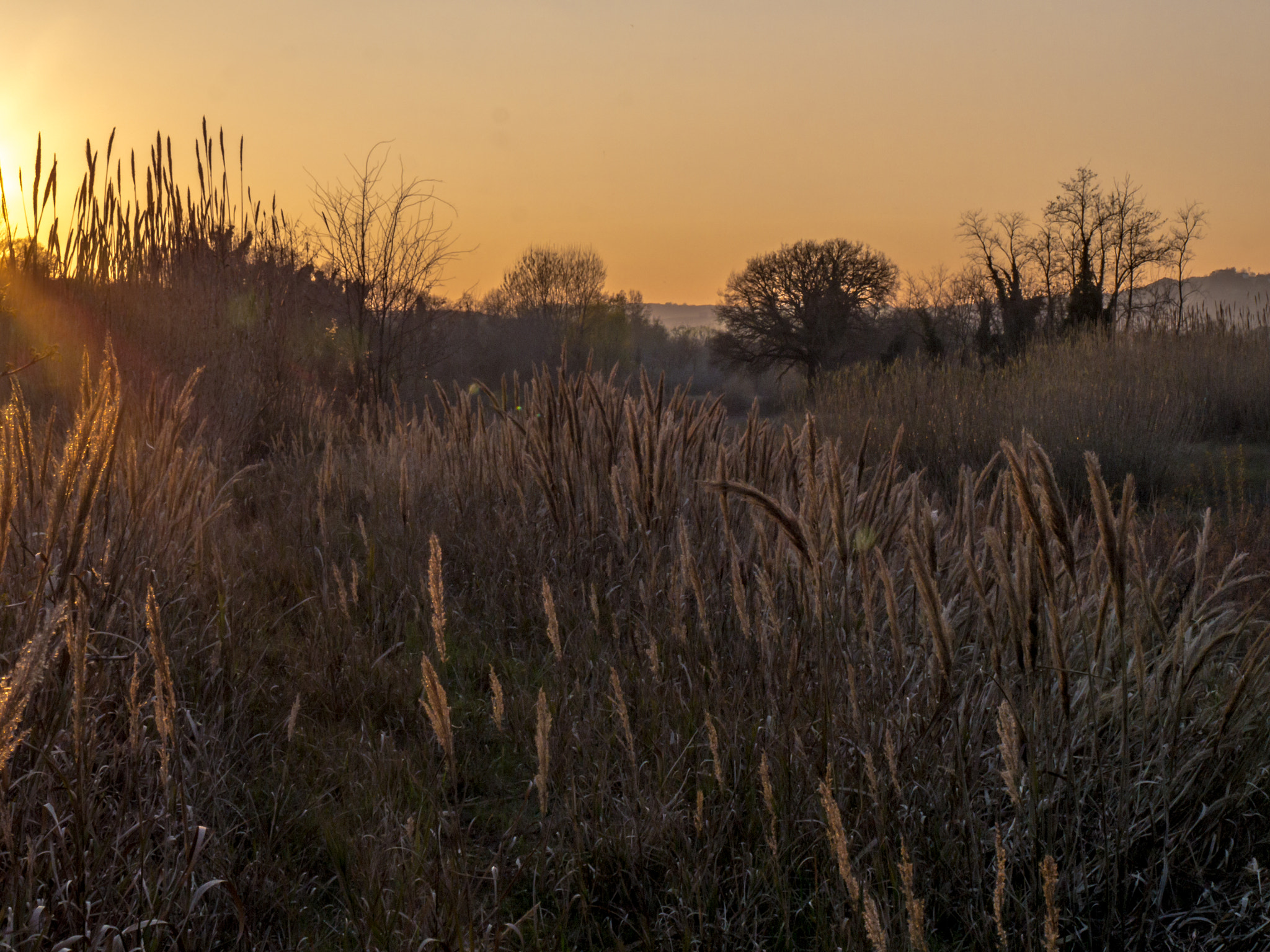 Panasonic Lumix DMC-G6 sample photo. Reeds at sunset on senio river photography