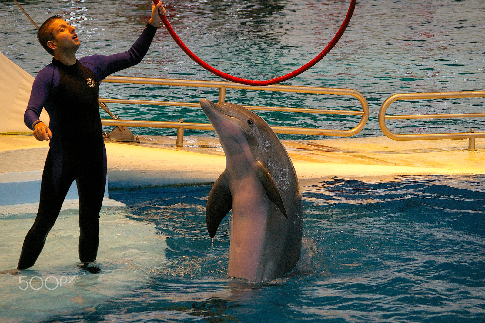 Pentax *ist DS sample photo. Dolphin show. photography