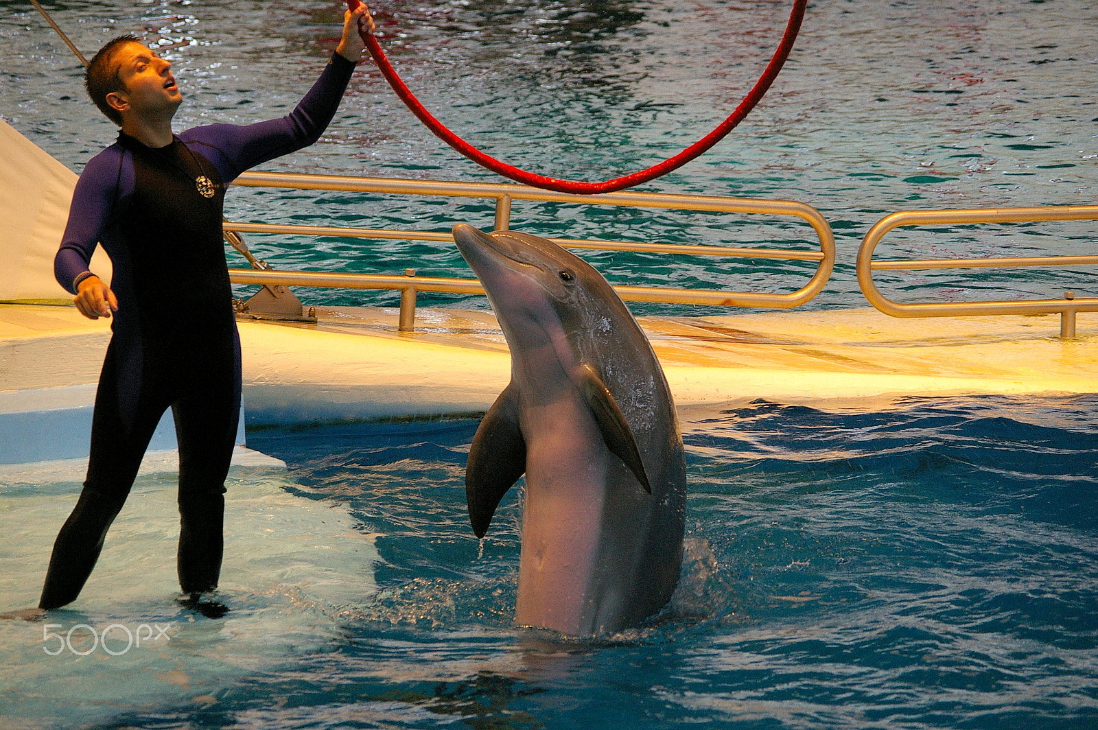 Pentax *ist DS + Pentax smc DA 50-200mm F4-5.6 ED sample photo. Dolphin show. photography