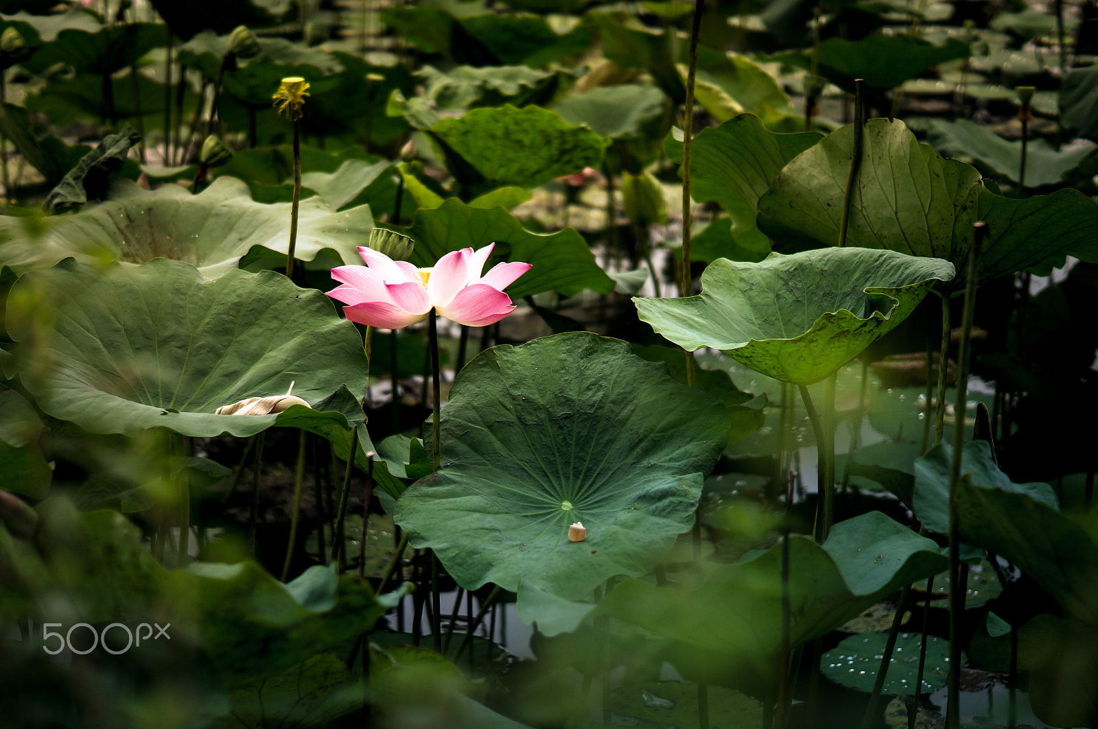 Sony SLT-A57 sample photo. Lotus flower photography