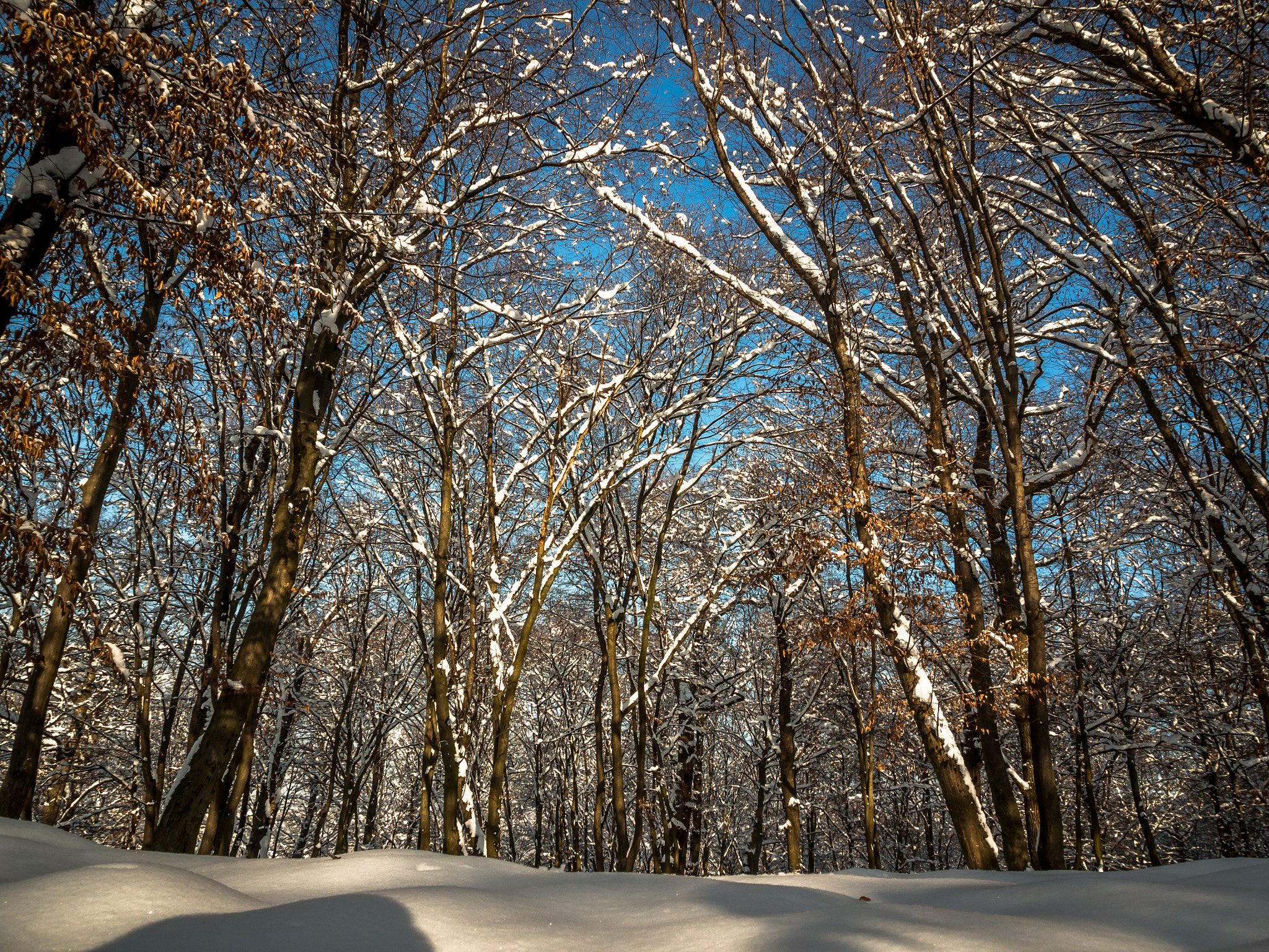 Olympus OM-D E-M1 sample photo. Winter time photography