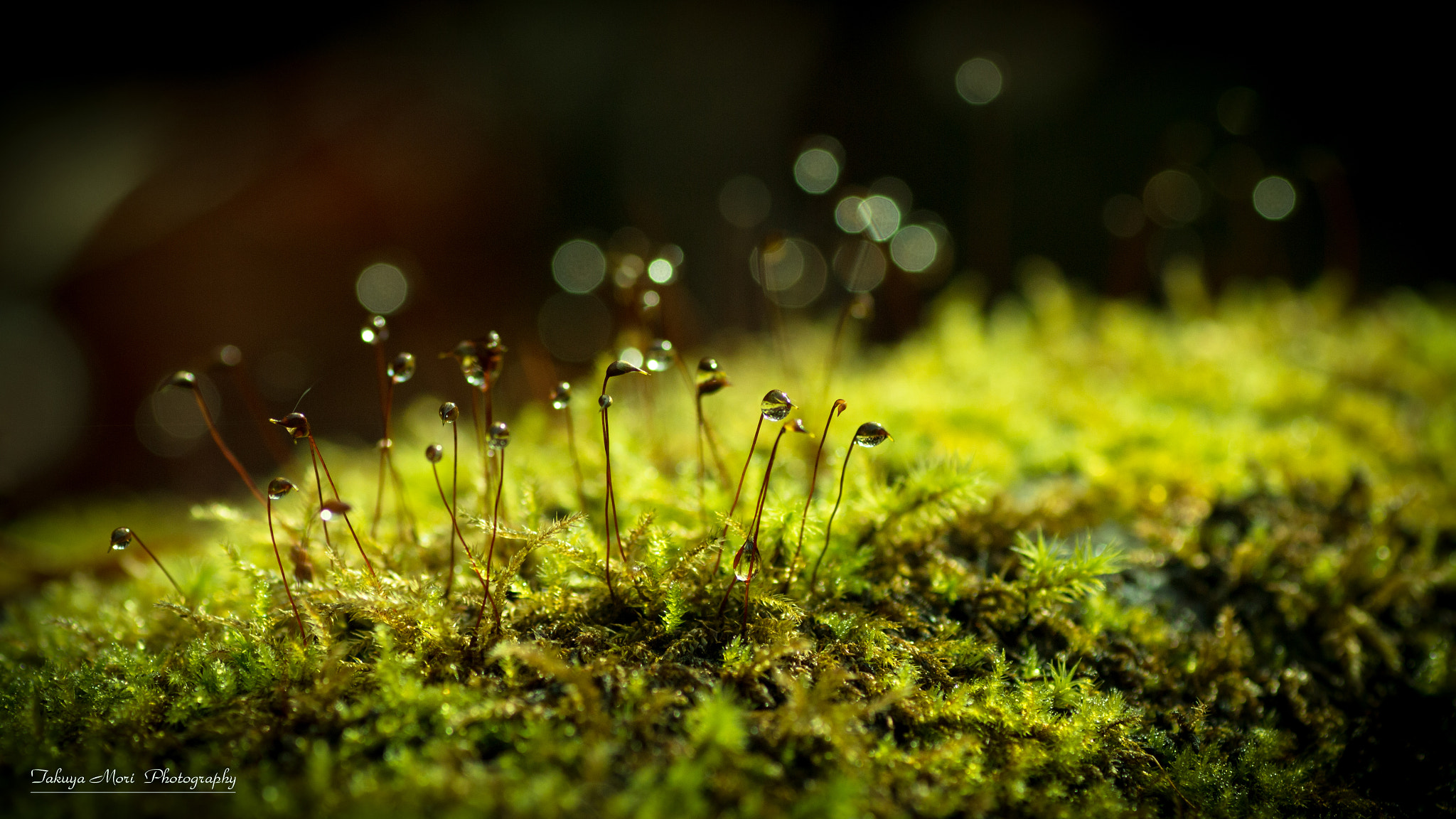 Canon EOS 70D + Tamron SP AF 90mm F2.8 Di Macro sample photo. 小さくて生きて photography