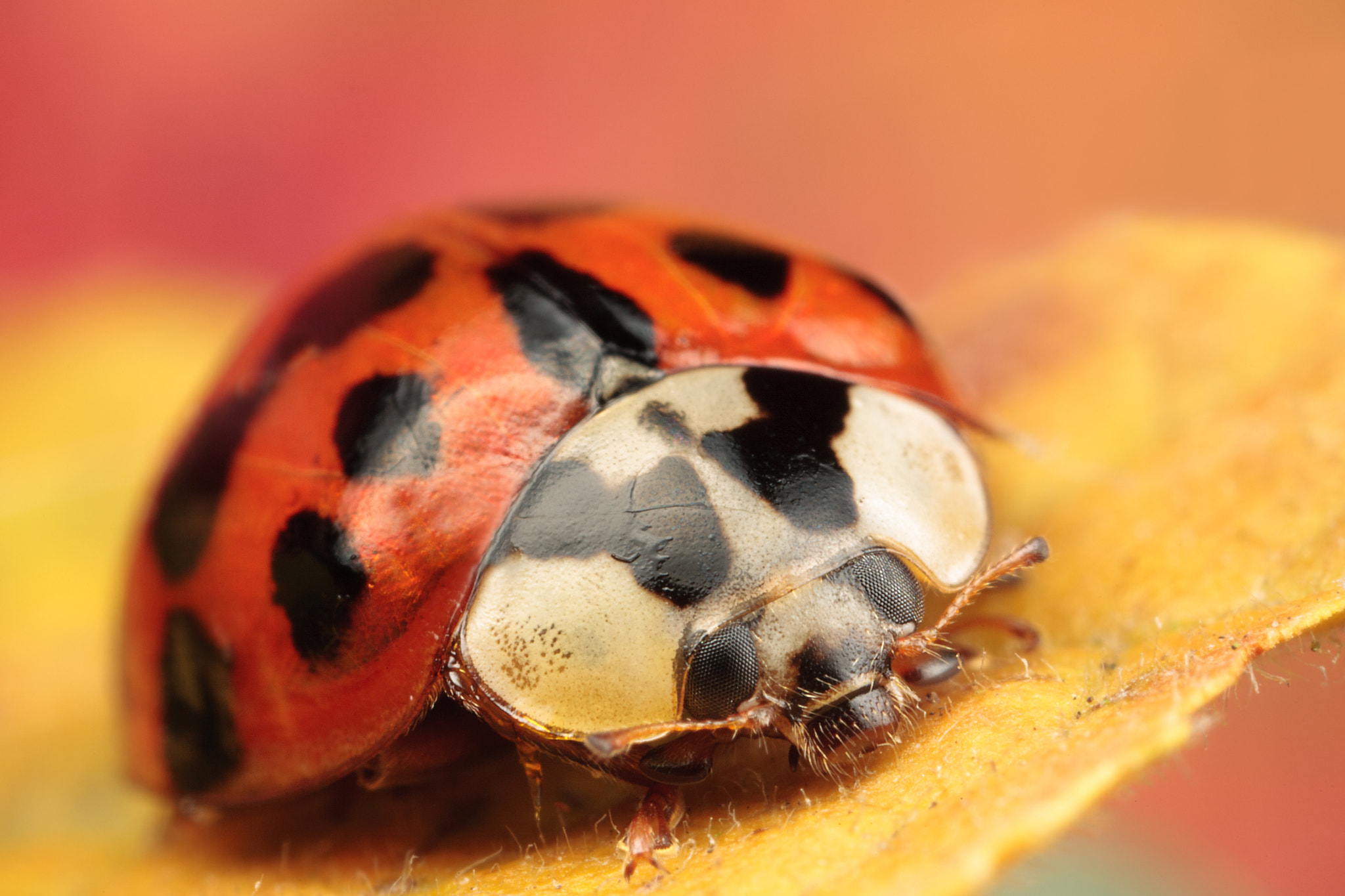 Canon MP-E 65mm F2.5 1-5x Macro Photo sample photo. Harlequin ladybird photography