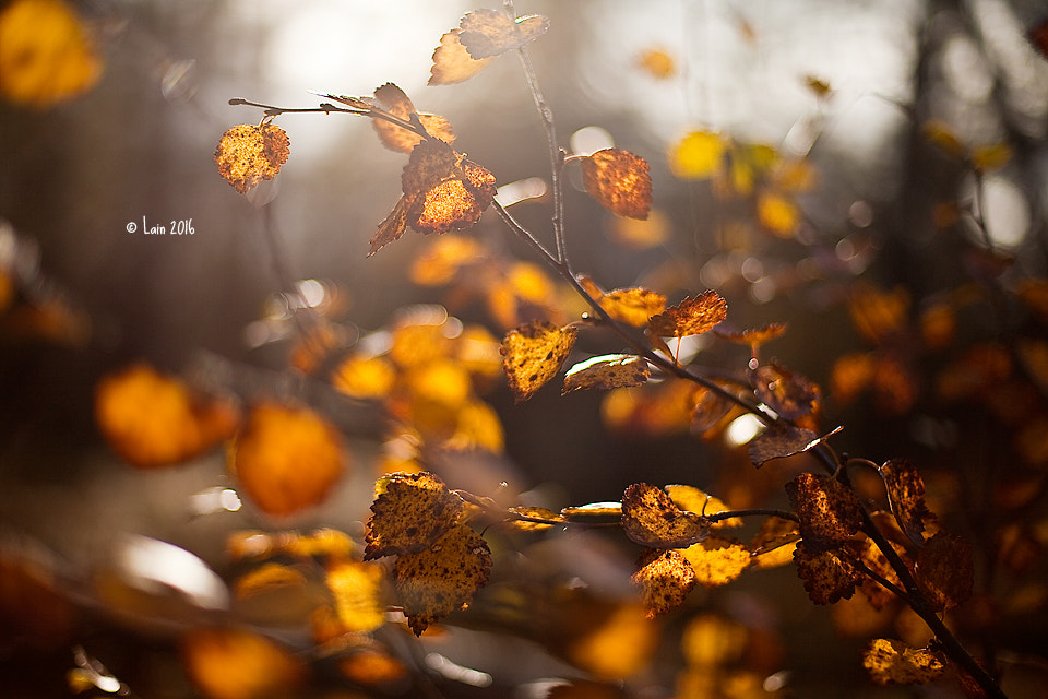 Canon EF 50mm F1.4 USM sample photo. Licht photography