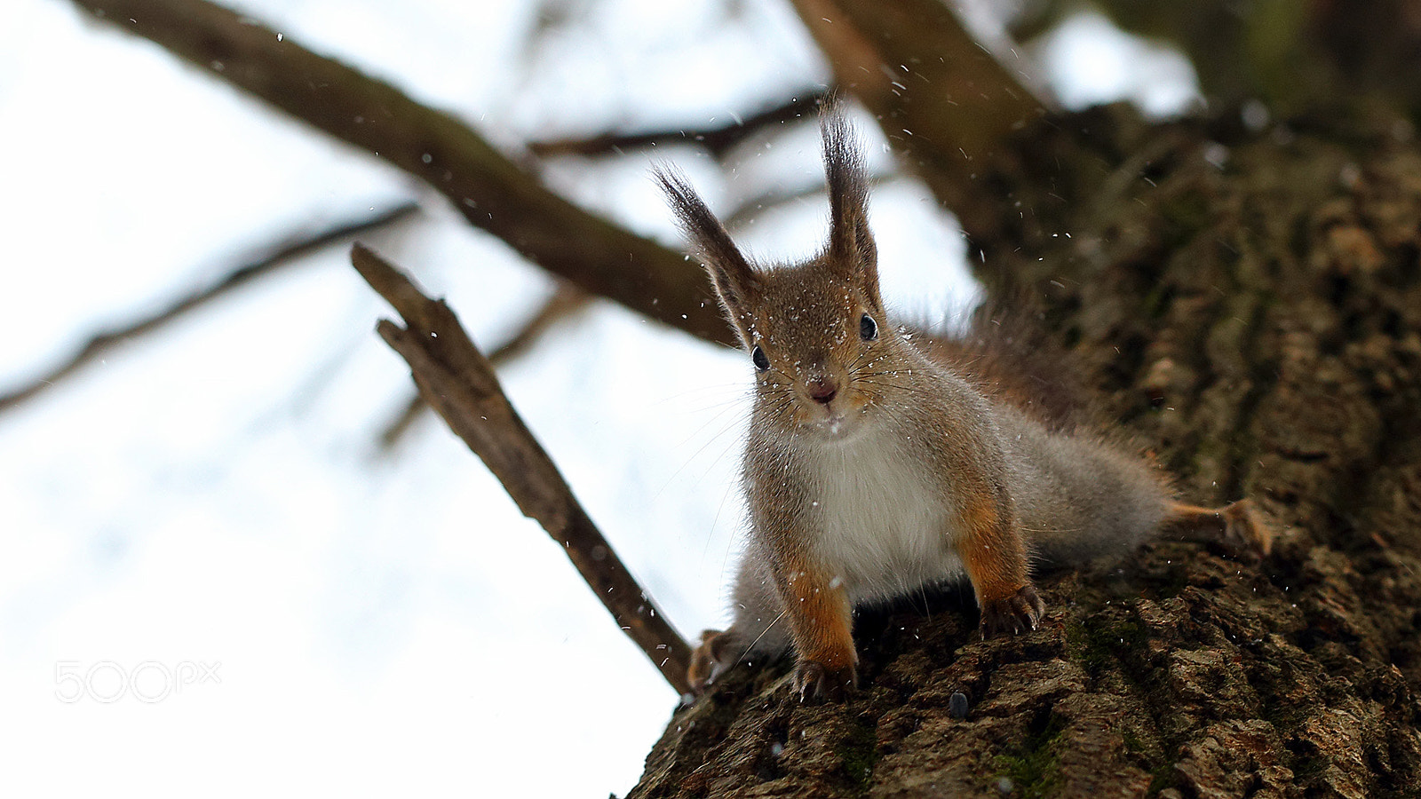 Canon EF 100mm F2.8L Macro IS USM sample photo. Hello! photography