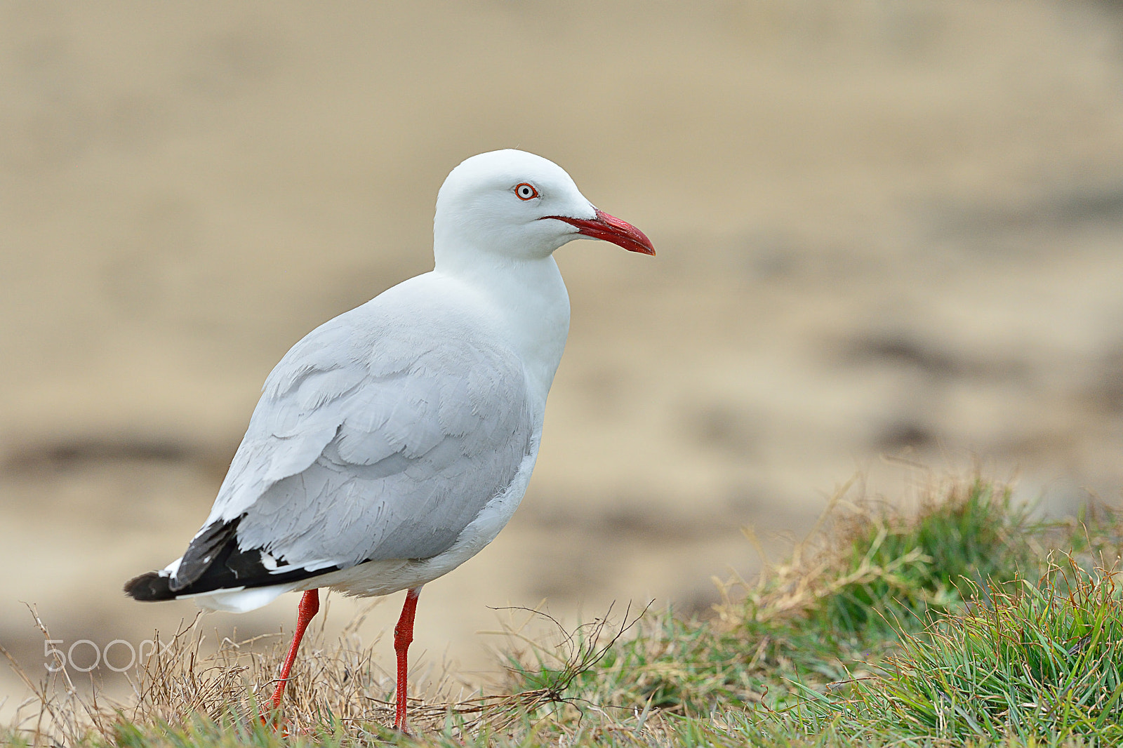 Nikon AF-S Nikkor 200mm F2G ED VR II sample photo. Larus novaehollandiae photography