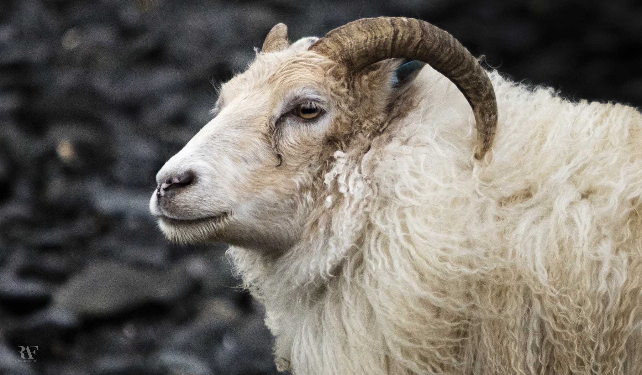 Canon EF 70-200mm F2.8L USM sample photo. Icelandic sheep photography