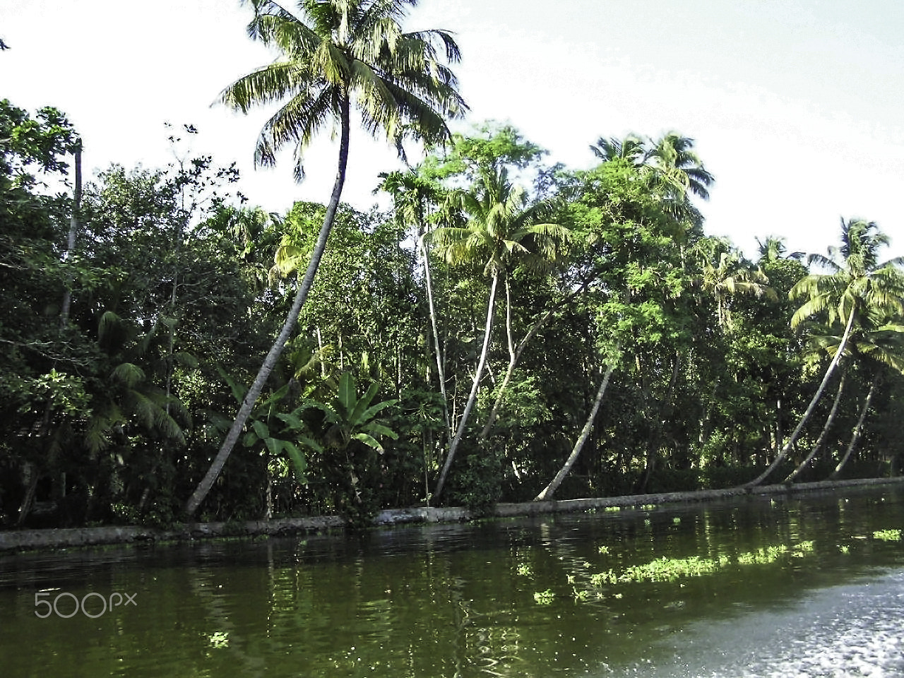 Olympus C750UZ sample photo. Coconut trees and other plants lined up next to a creek photography