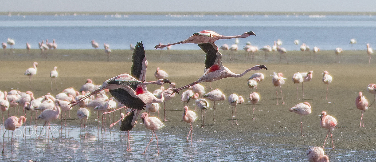 Canon EOS 6D + Canon EF 70-200mm F2.8L IS II USM sample photo. Flamingos in flight photography