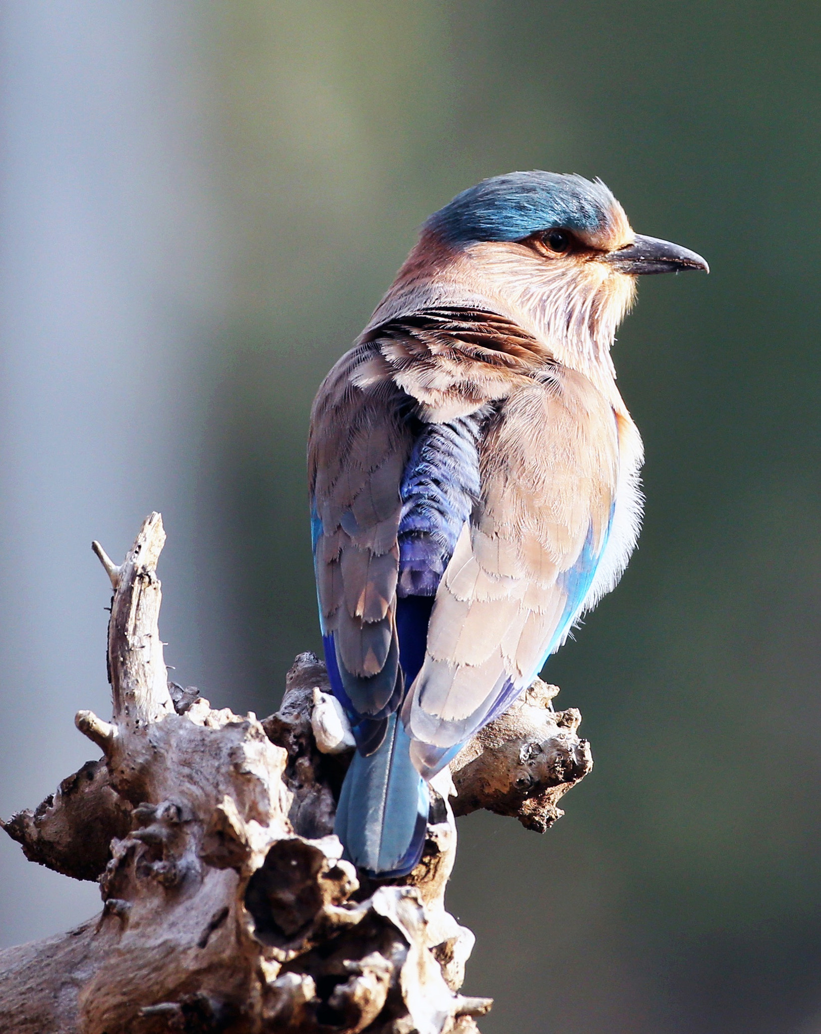 Canon EOS-1D X + Canon EF 200-400mm F4L IS USM Extender 1.4x sample photo. Indian roller photography