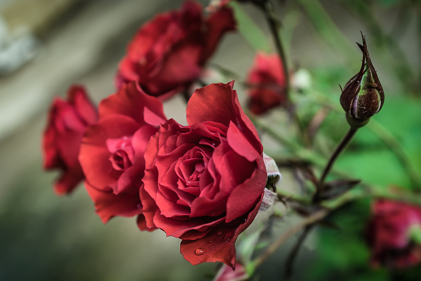 AF Zoom-Nikkor 28-85mm f/3.5-4.5 sample photo. Roses photography
