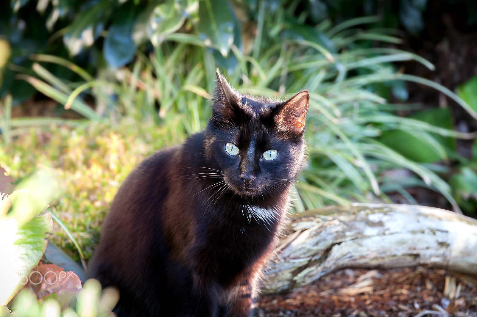 Canon EF 24-105mm F3.5-5.6 IS STM sample photo. Fips portrait photography