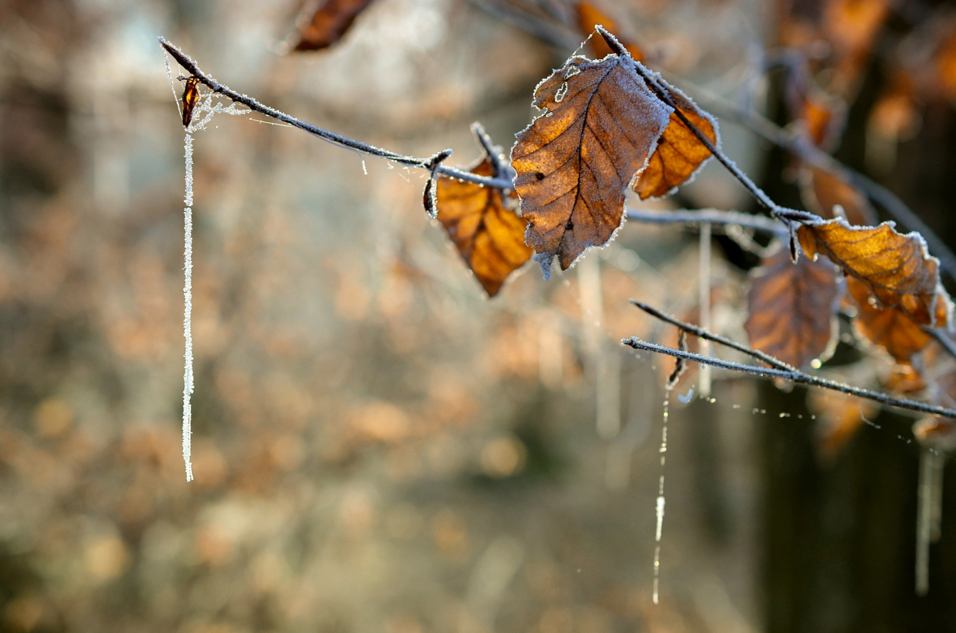 Nikon AF-S DX Micro Nikkor 40mm F2.8 sample photo. Winter wires photography