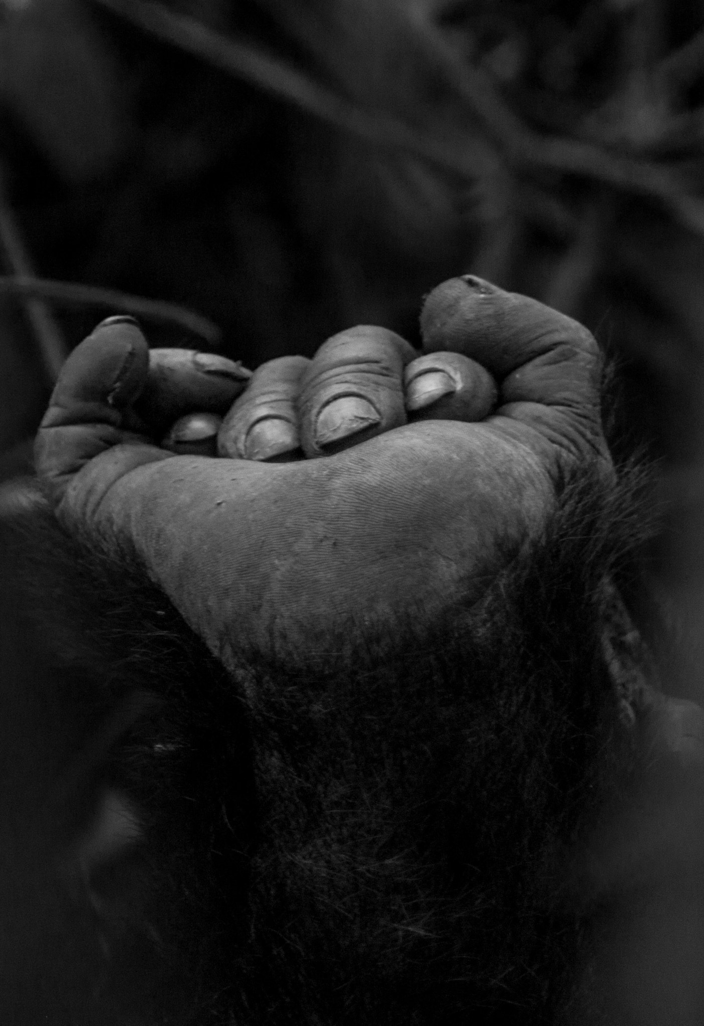Canon EOS 500D (EOS Rebel T1i / EOS Kiss X3) + EF75-300mm f/4-5.6 sample photo. A hand and a foot photography