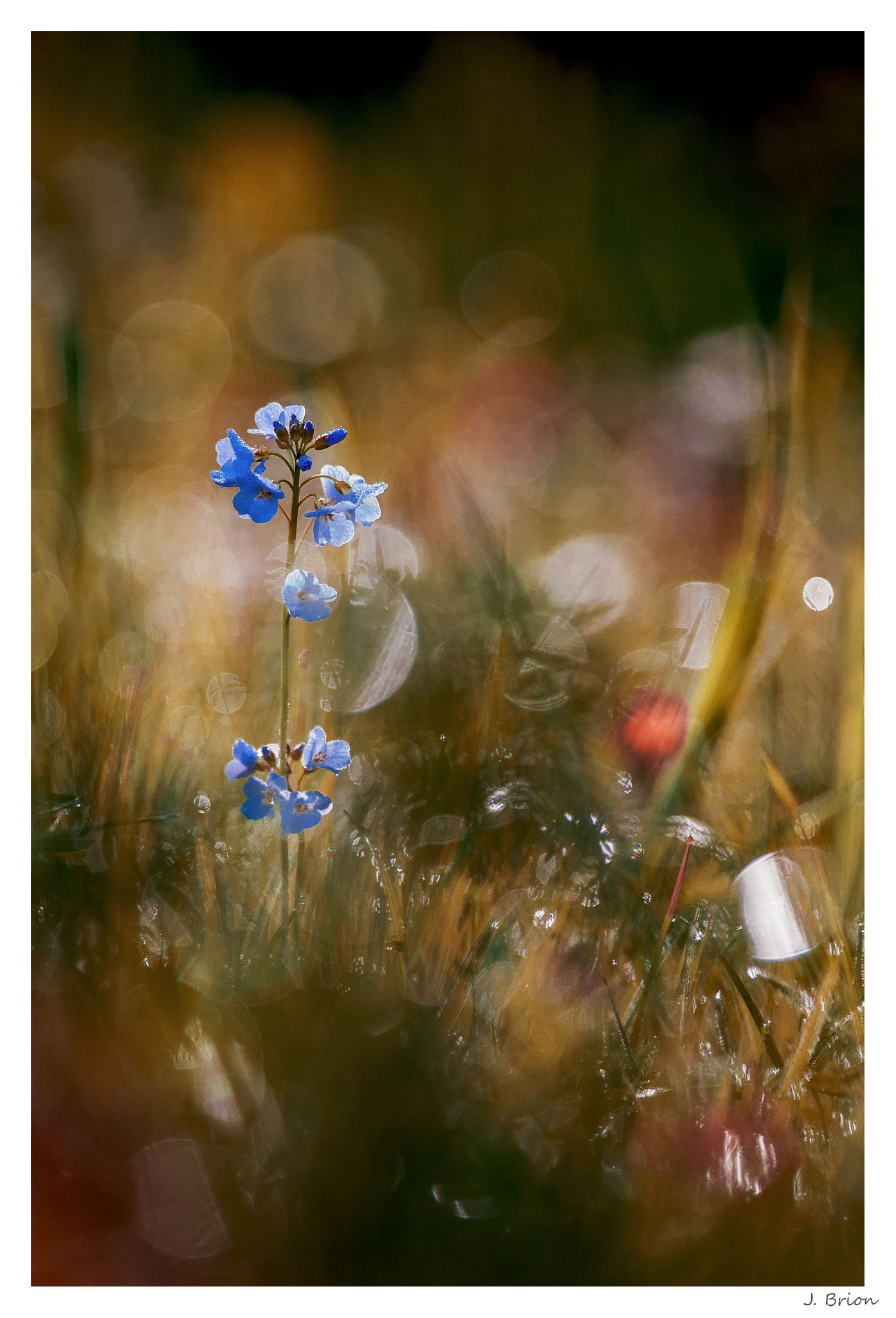 Nikon AF-S Nikkor 300mm F4D ED-IF sample photo. Une explosion de couleurs photography