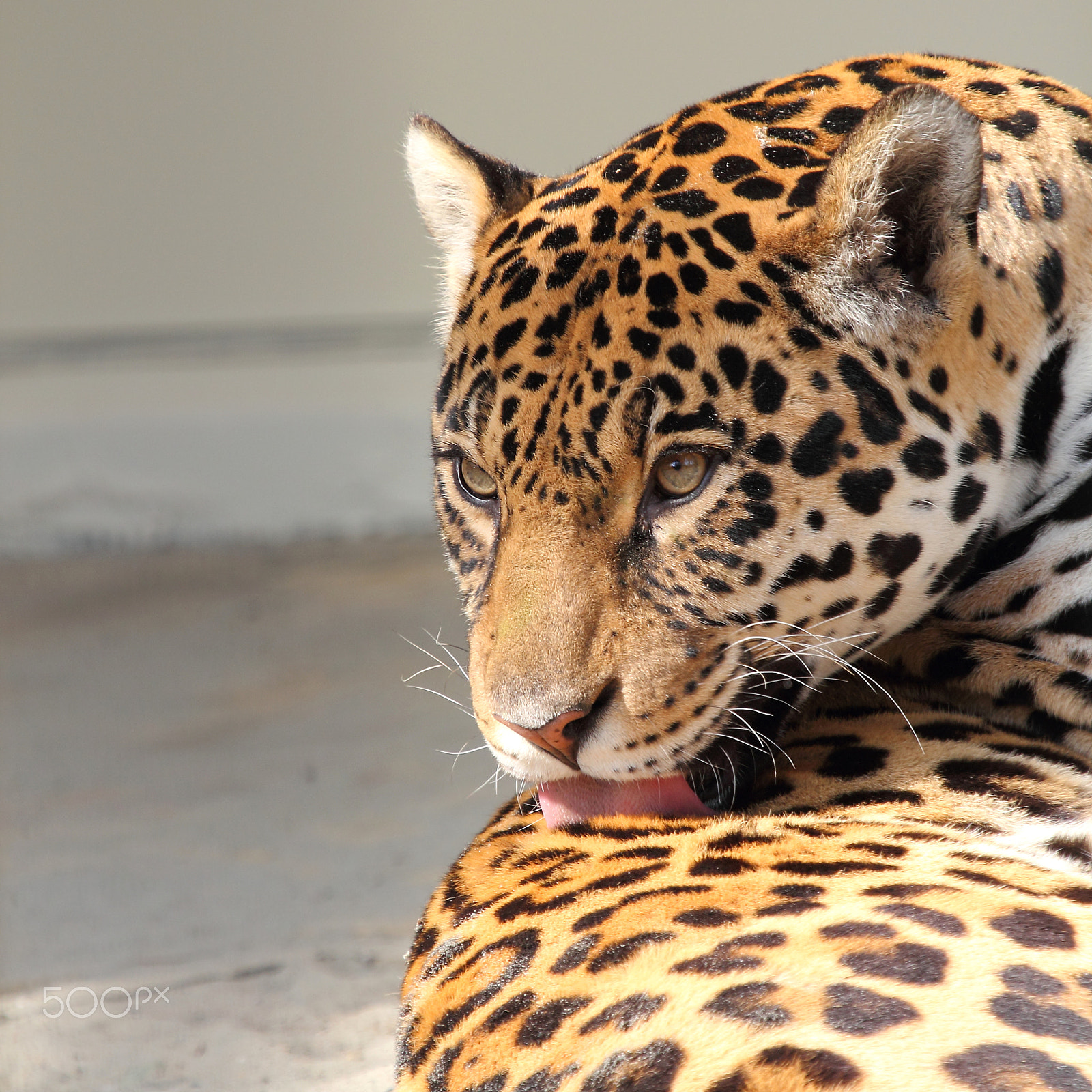 Canon EOS 60D + Canon EF 100-400mm F4.5-5.6L IS USM sample photo. Jaguar photography