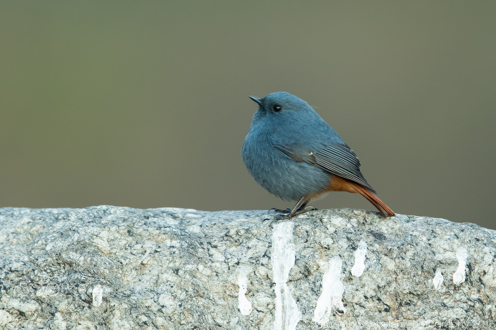 Canon EF 500mm F4L IS II USM sample photo. Plumbeous water redstart photography