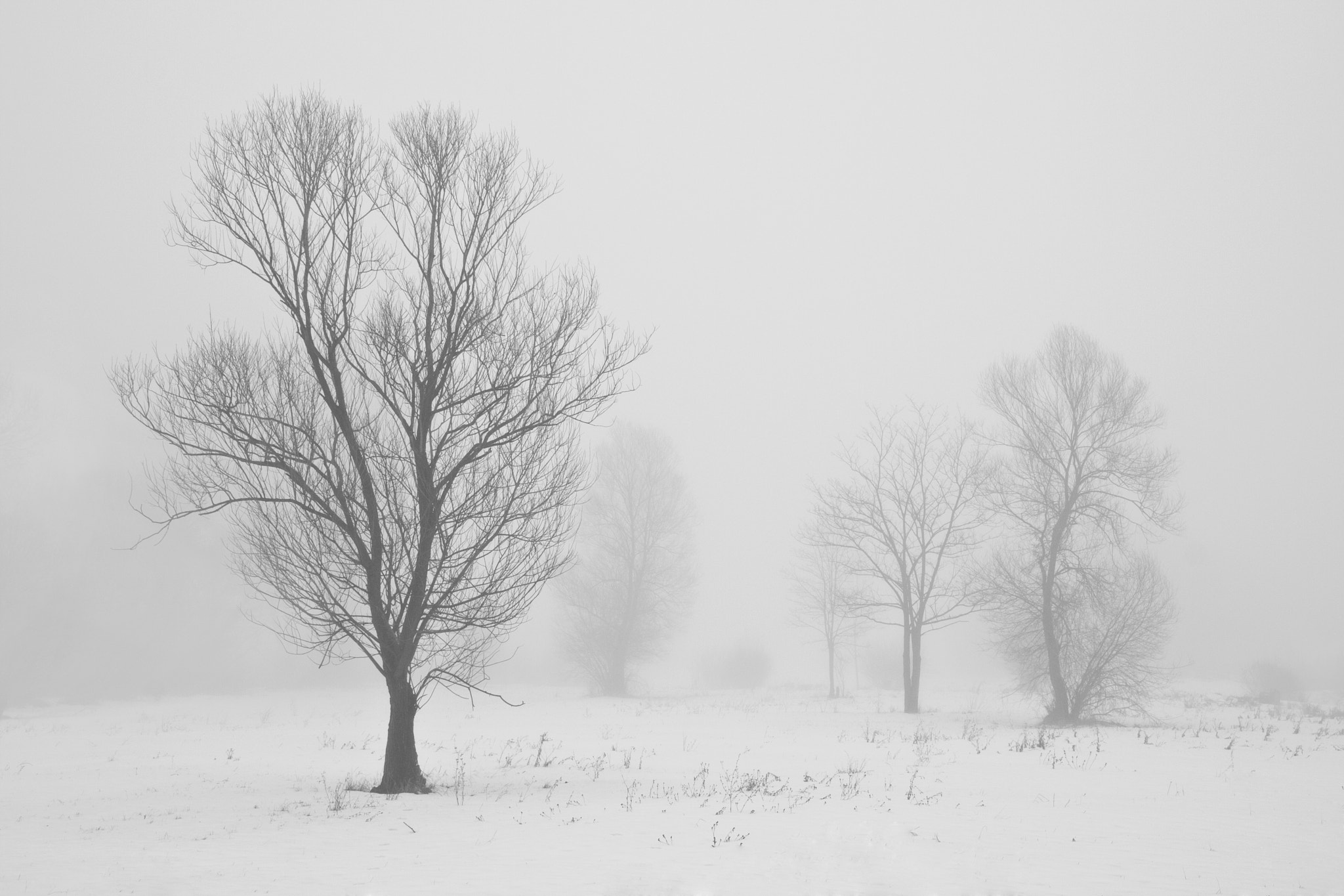 Sigma 18-125mm f/3.5-5.6 DC IF ASP sample photo. Winter willows photography