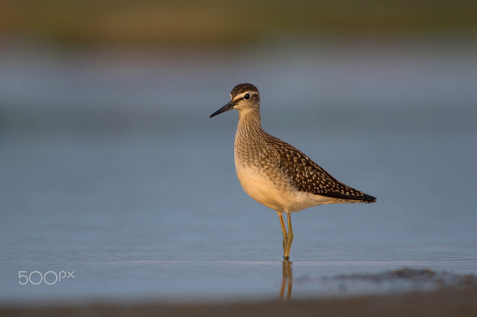Pentax smc DA* 300mm F4.0 ED (IF) SDM sample photo. Small wader photography