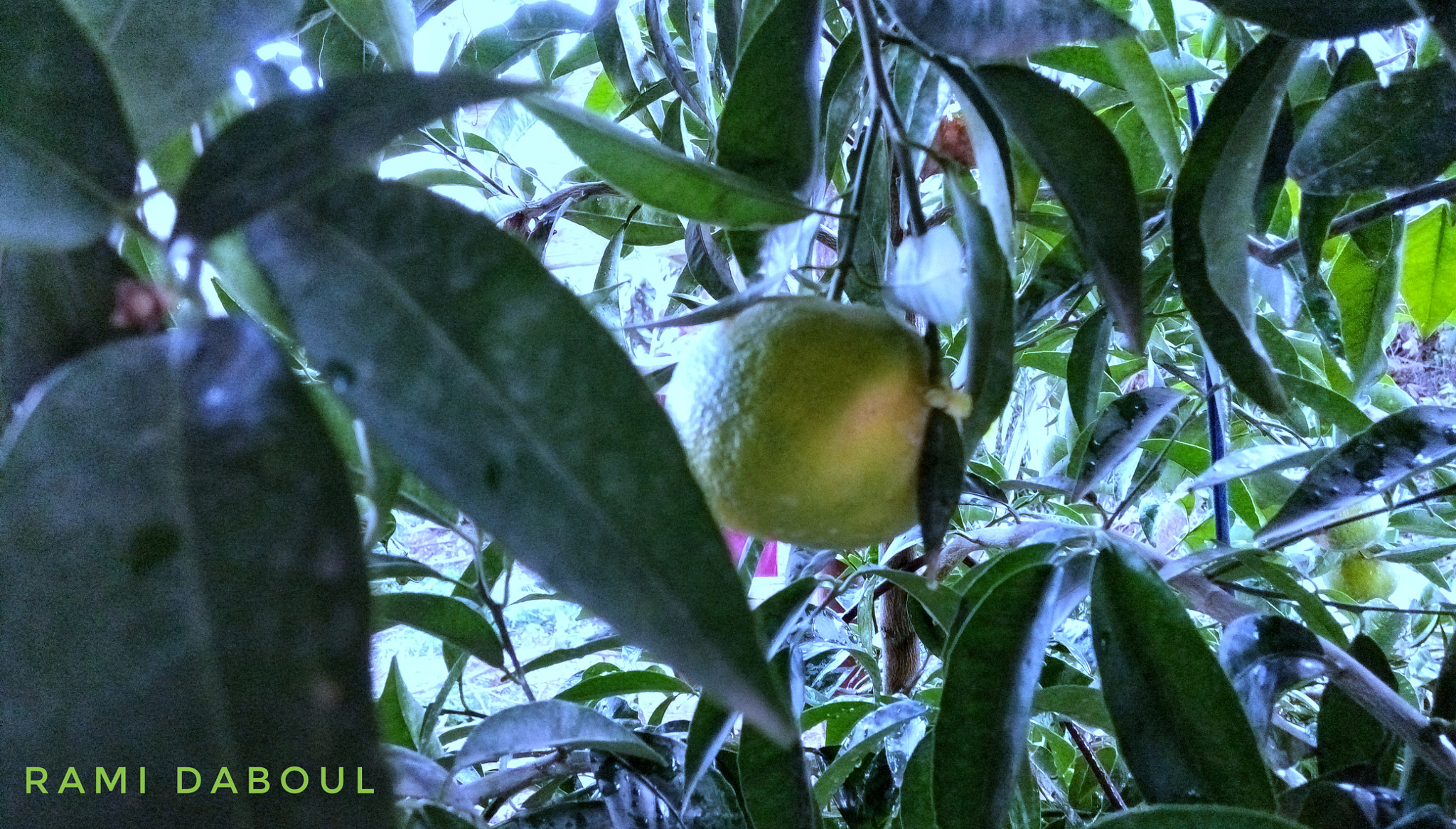 HTC DESIRE 728G DUAL SIM sample photo