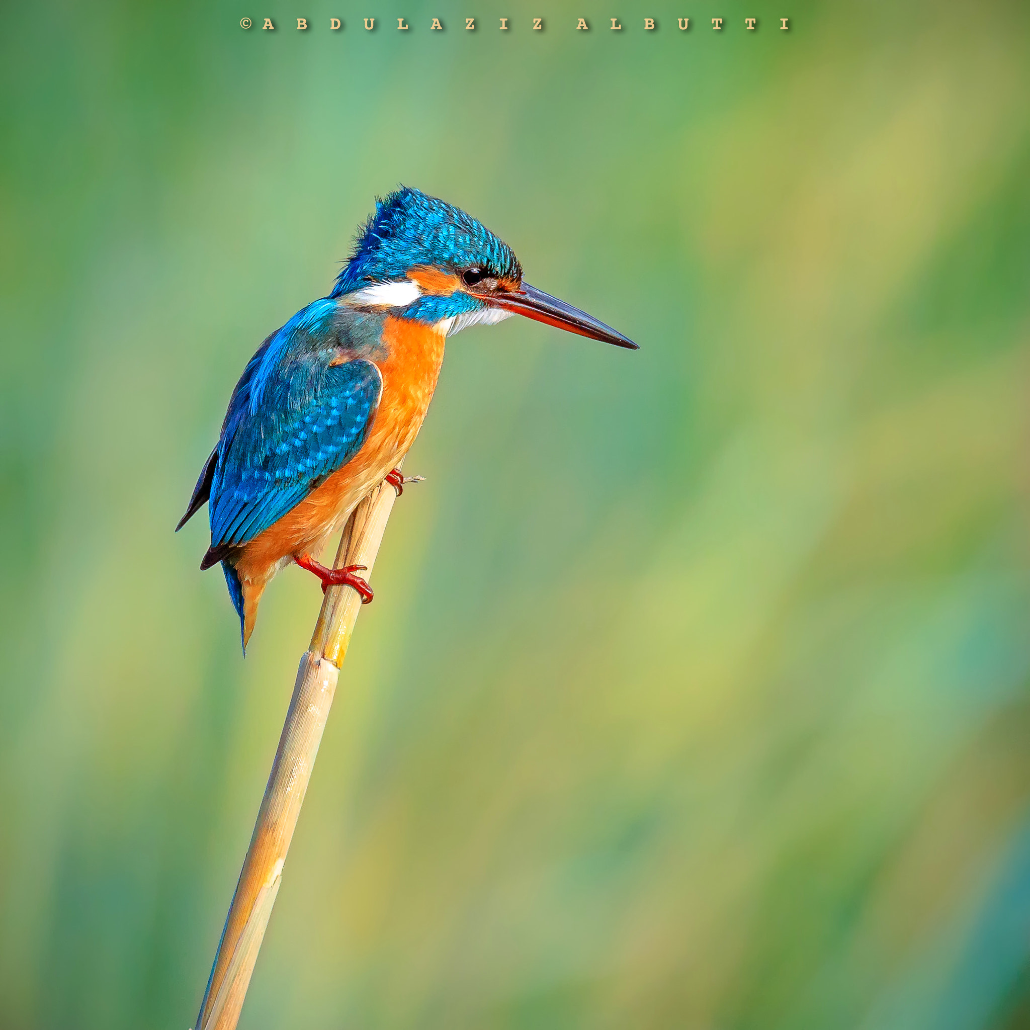 Sigma 150-600mm F5-6.3 DG OS HSM | C sample photo
