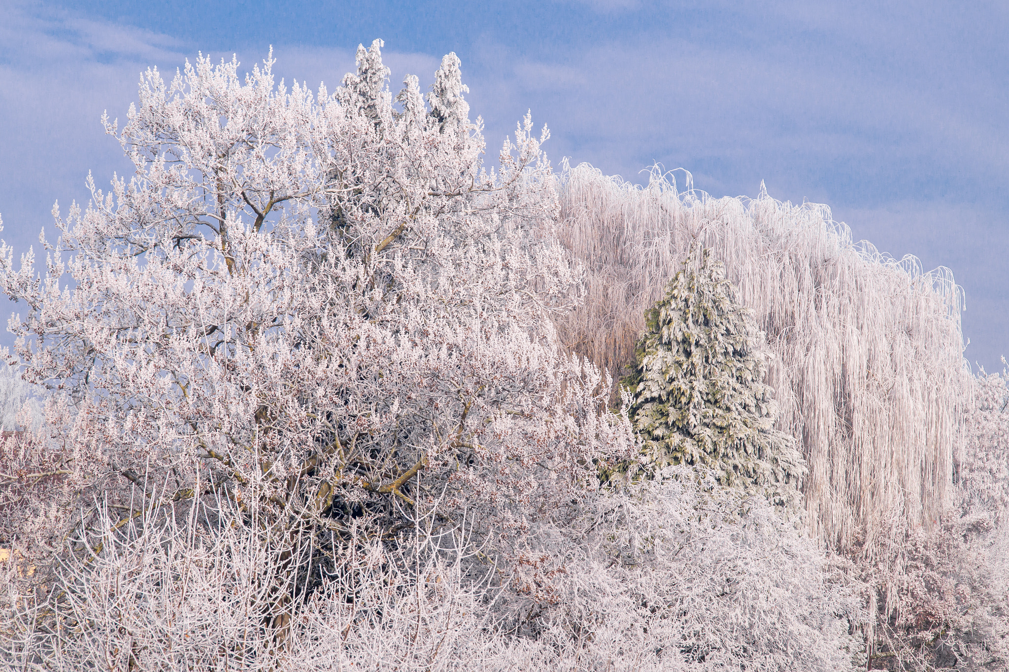 Sony SLT-A58 + Sigma 18-200mm F3.5-6.3 DC sample photo. Winter 2 photography
