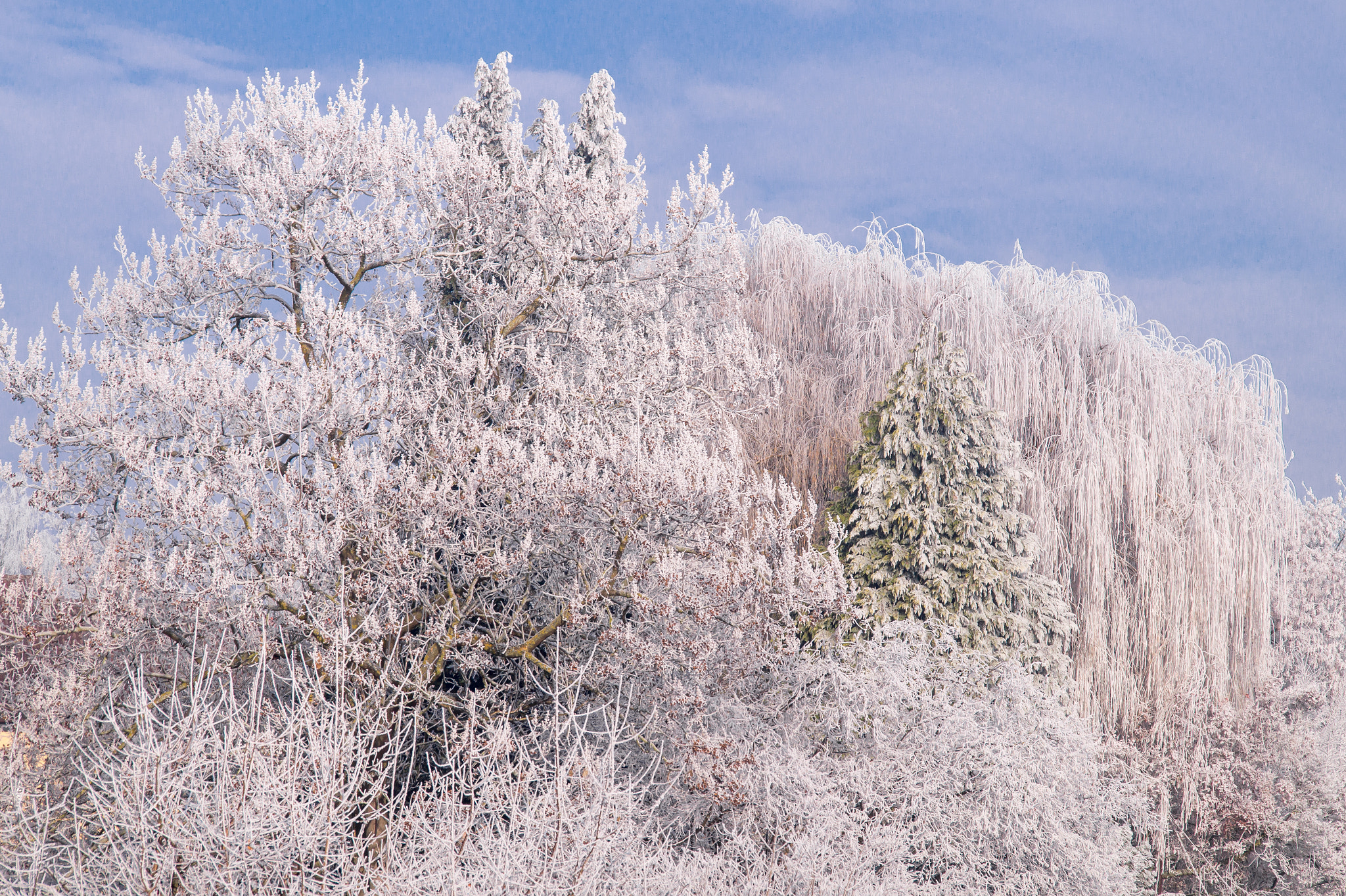 Sony SLT-A58 + Sigma 18-200mm F3.5-6.3 DC sample photo. Winter 2 photography