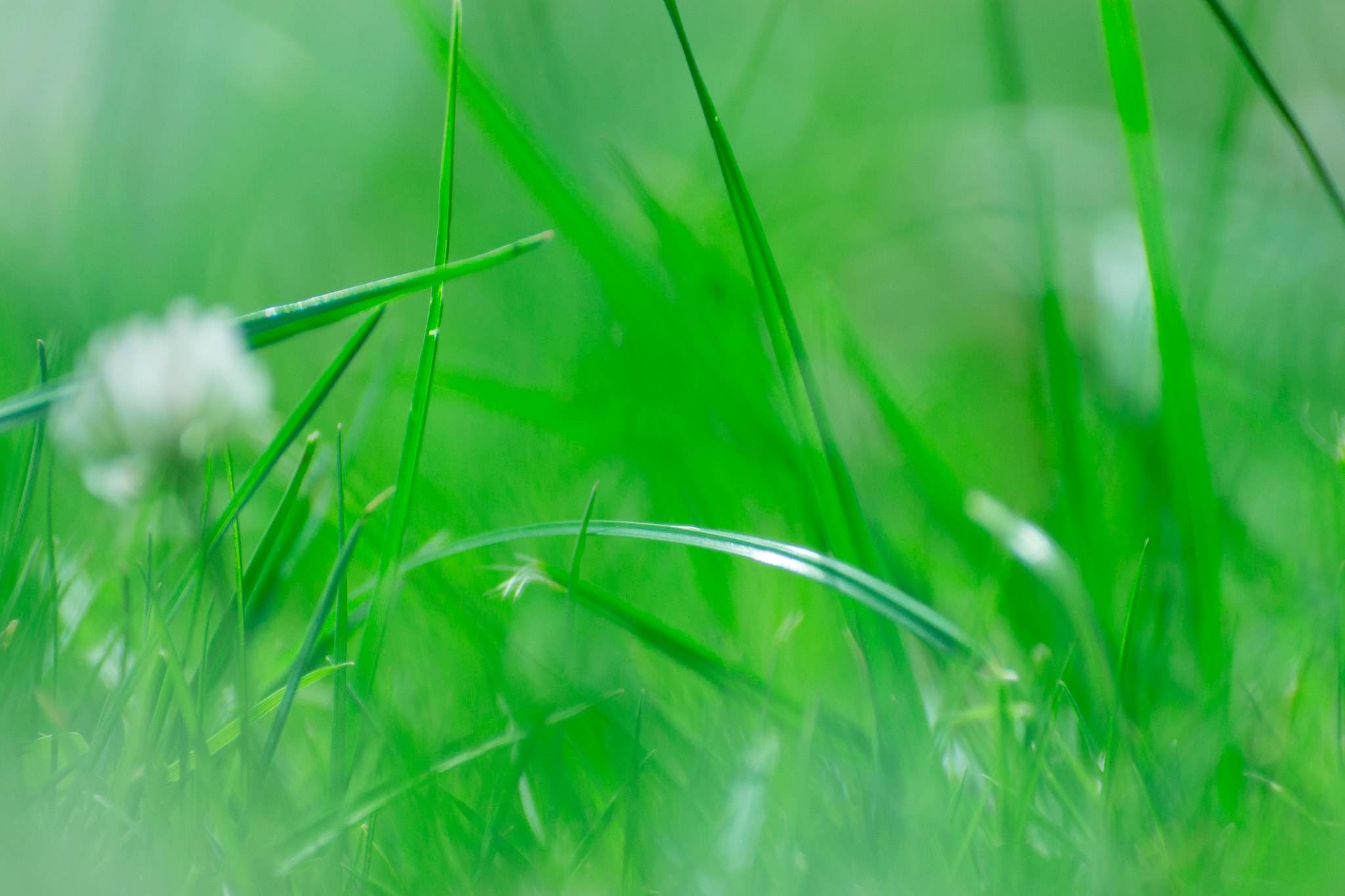 Sigma 50-200mm F4-5.6 DC OS HSM sample photo. Dream green photography
