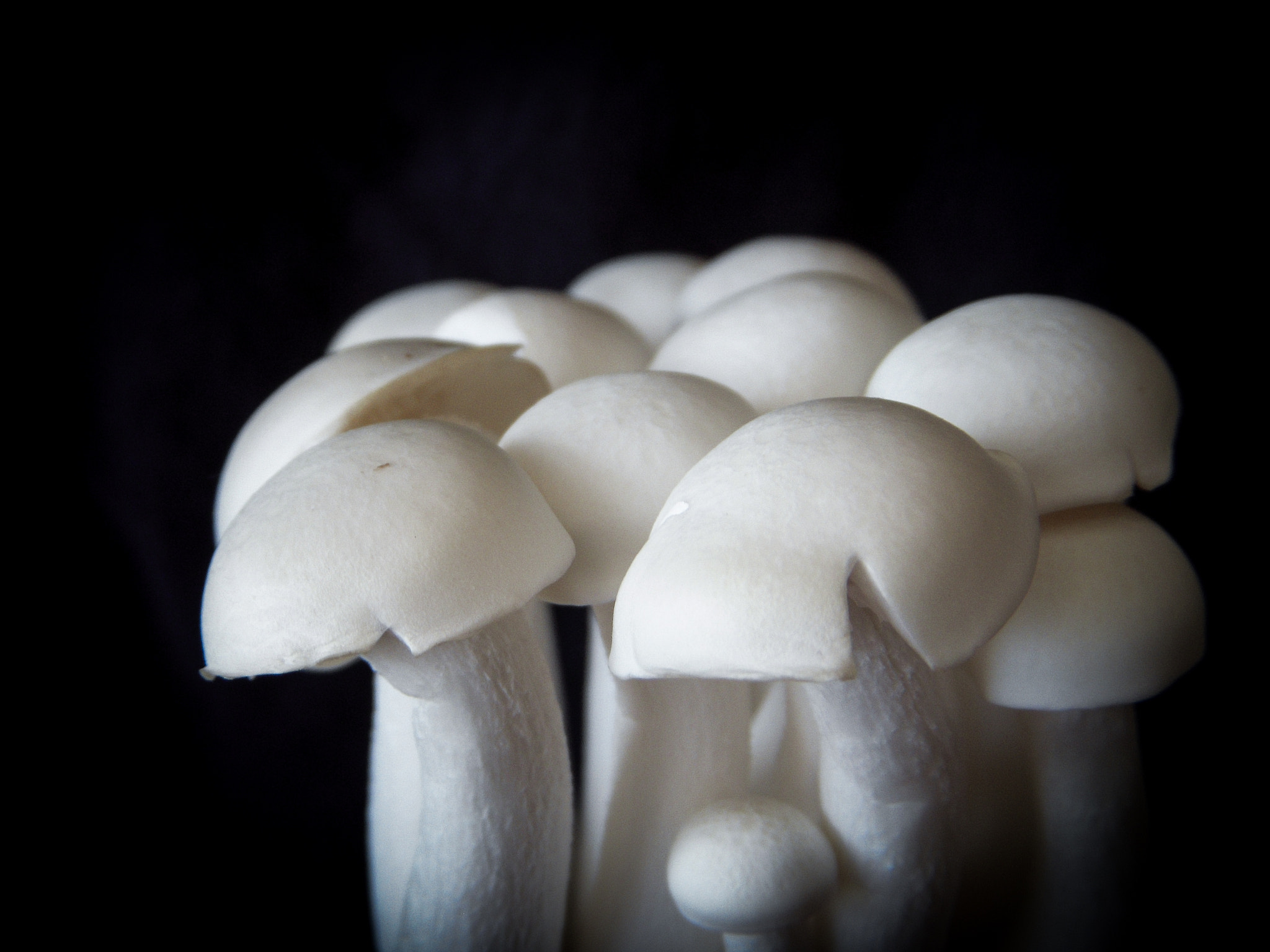Nikon Coolpix S52 sample photo. Mushroom photography