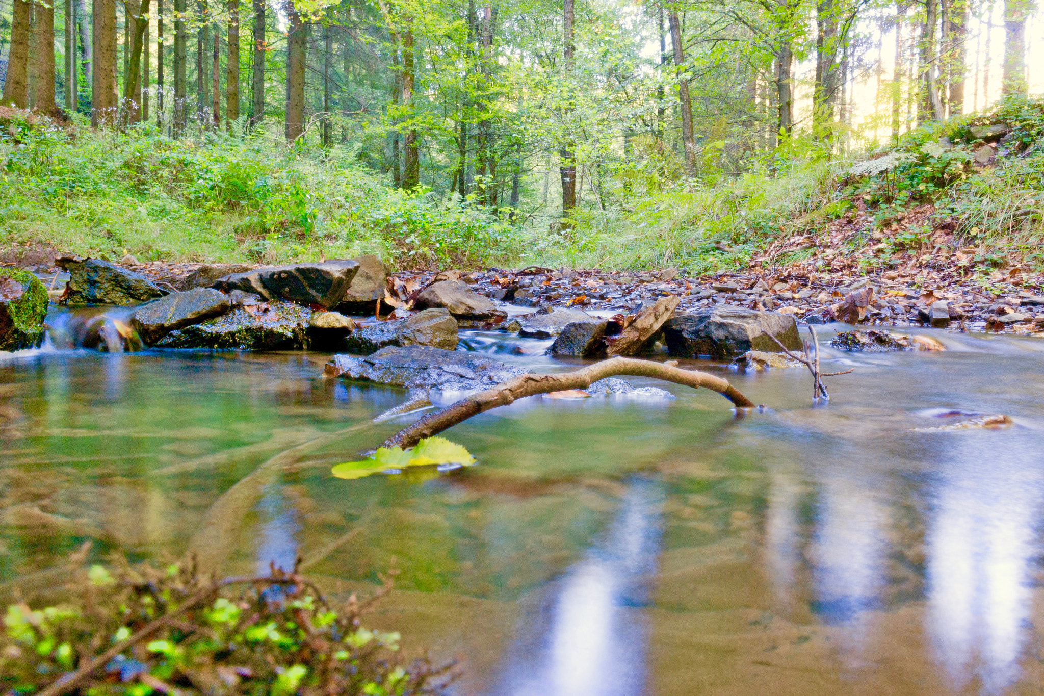 Samsung NX300M + Samsung NX 18-55mm F3.5-5.6 OIS sample photo. German forest photography