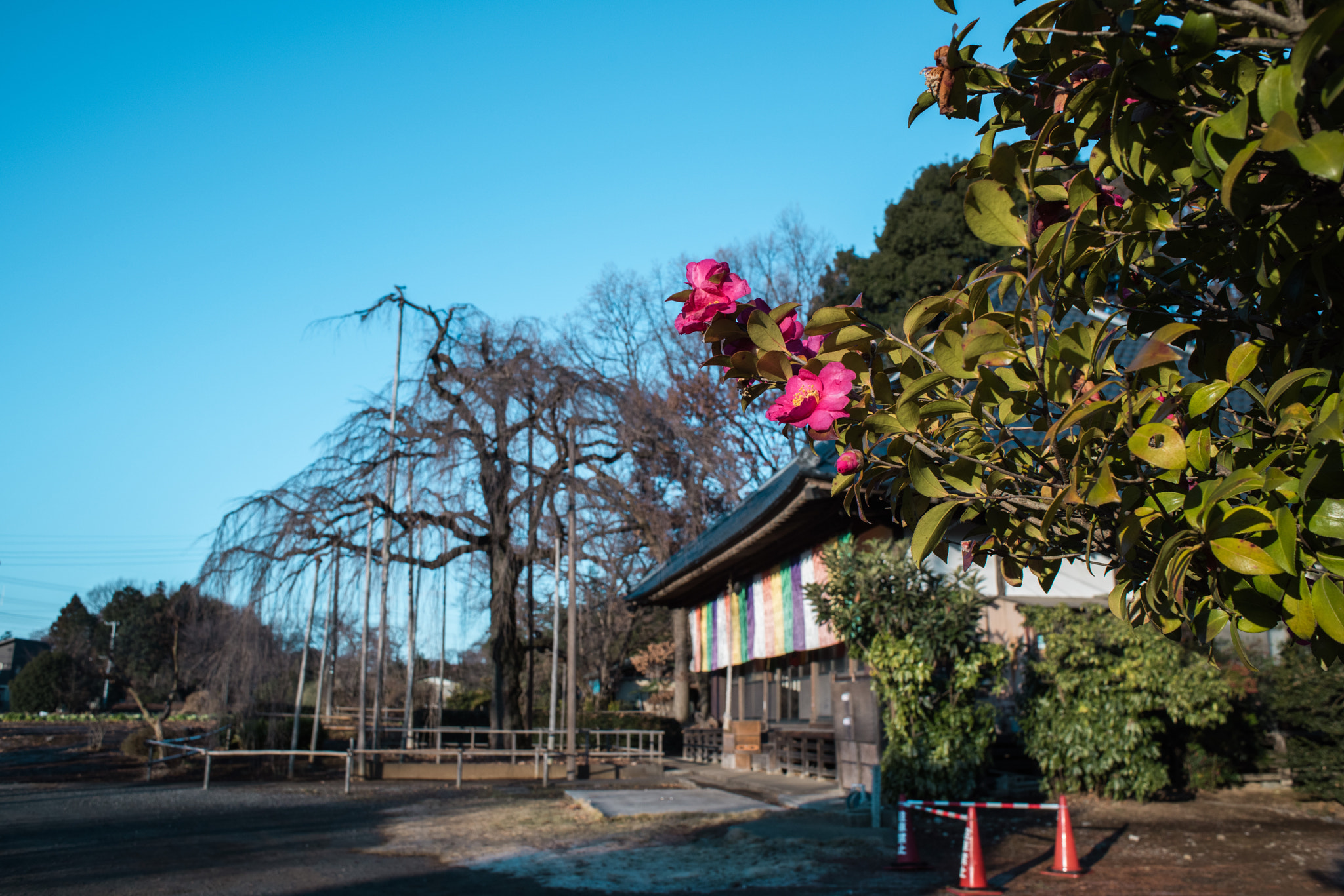 Nikon D810 + Nikon AF Nikkor 28mm F2.8D sample photo. Camellia and a temple photography