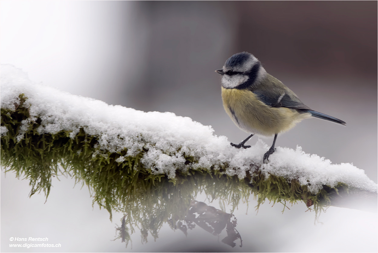 Nikon D5 sample photo. Blaumeise photography