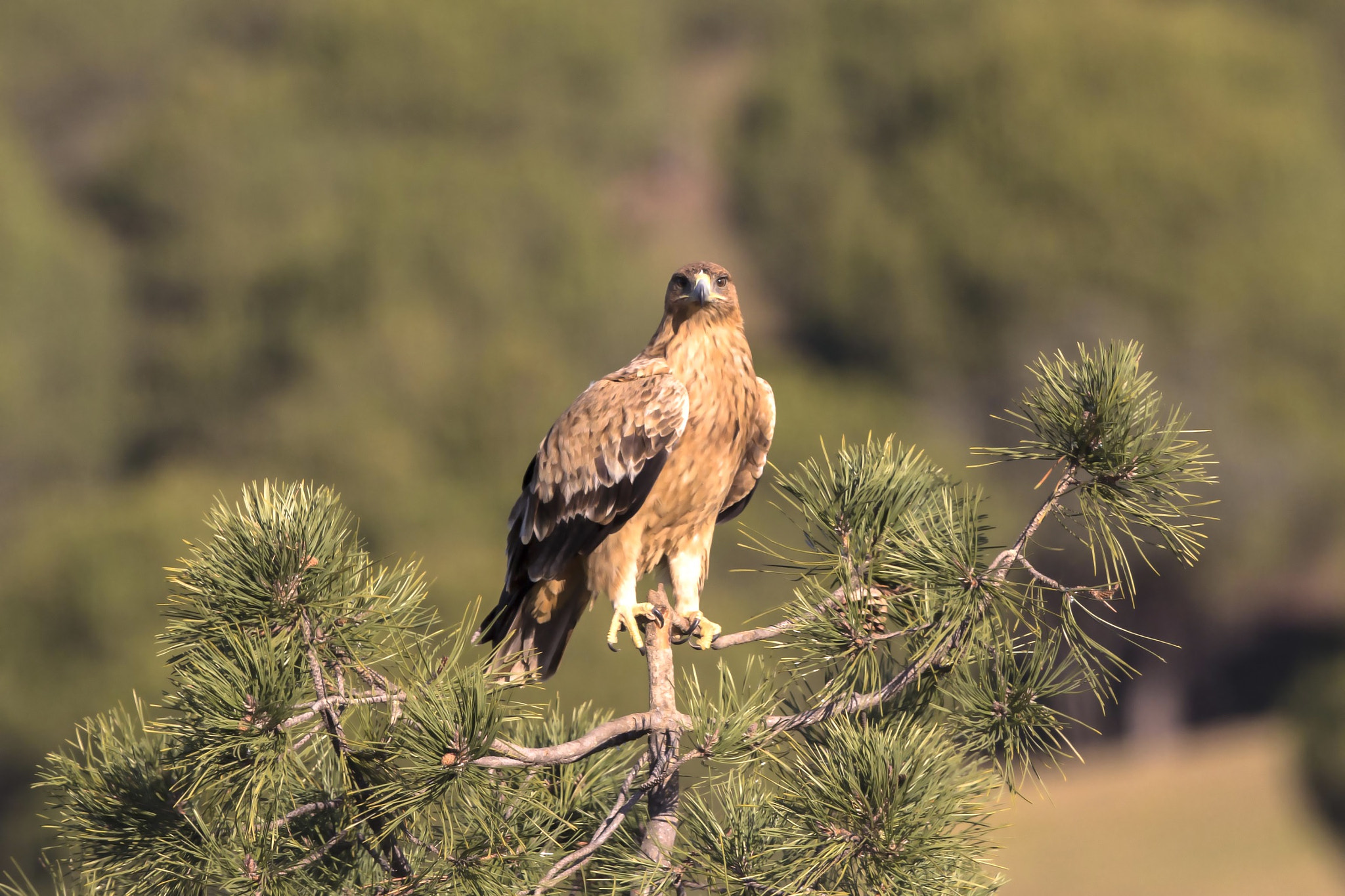 Canon EF 500mm F4L IS II USM sample photo