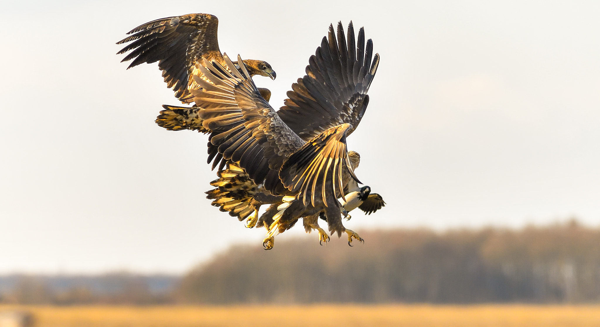 Nikon AF-S Nikkor 300mm F2.8G ED-IF VR sample photo. Air battle photography
