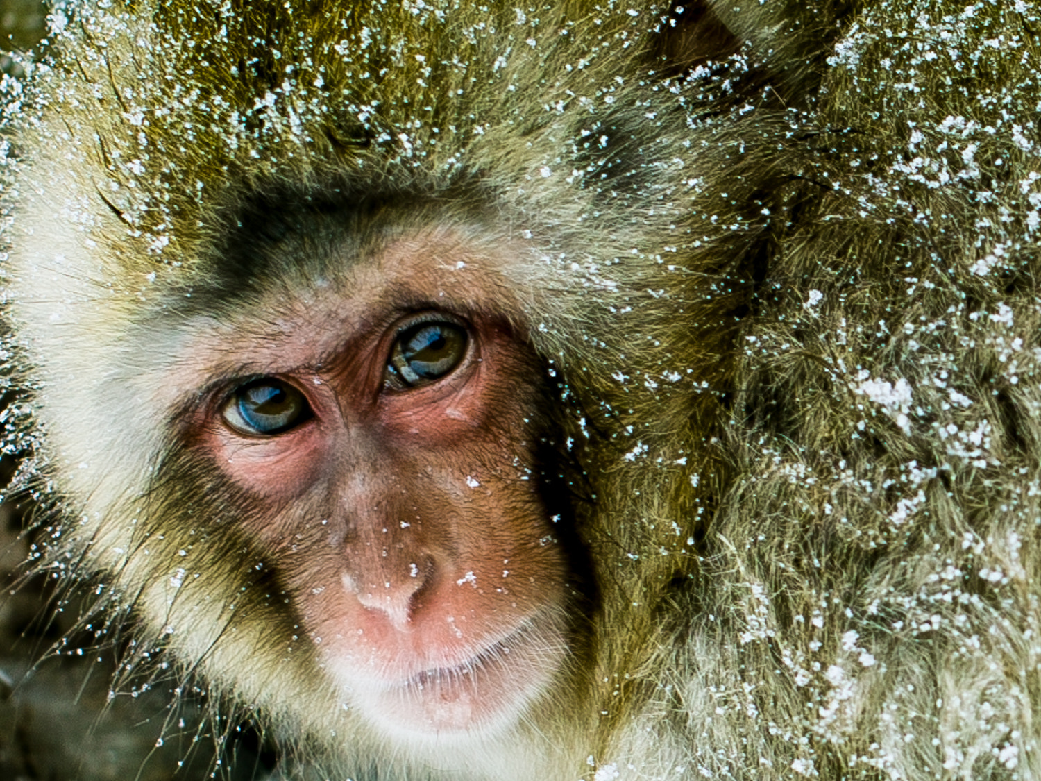 Sigma SD15 sample photo. Japanese monkey photography