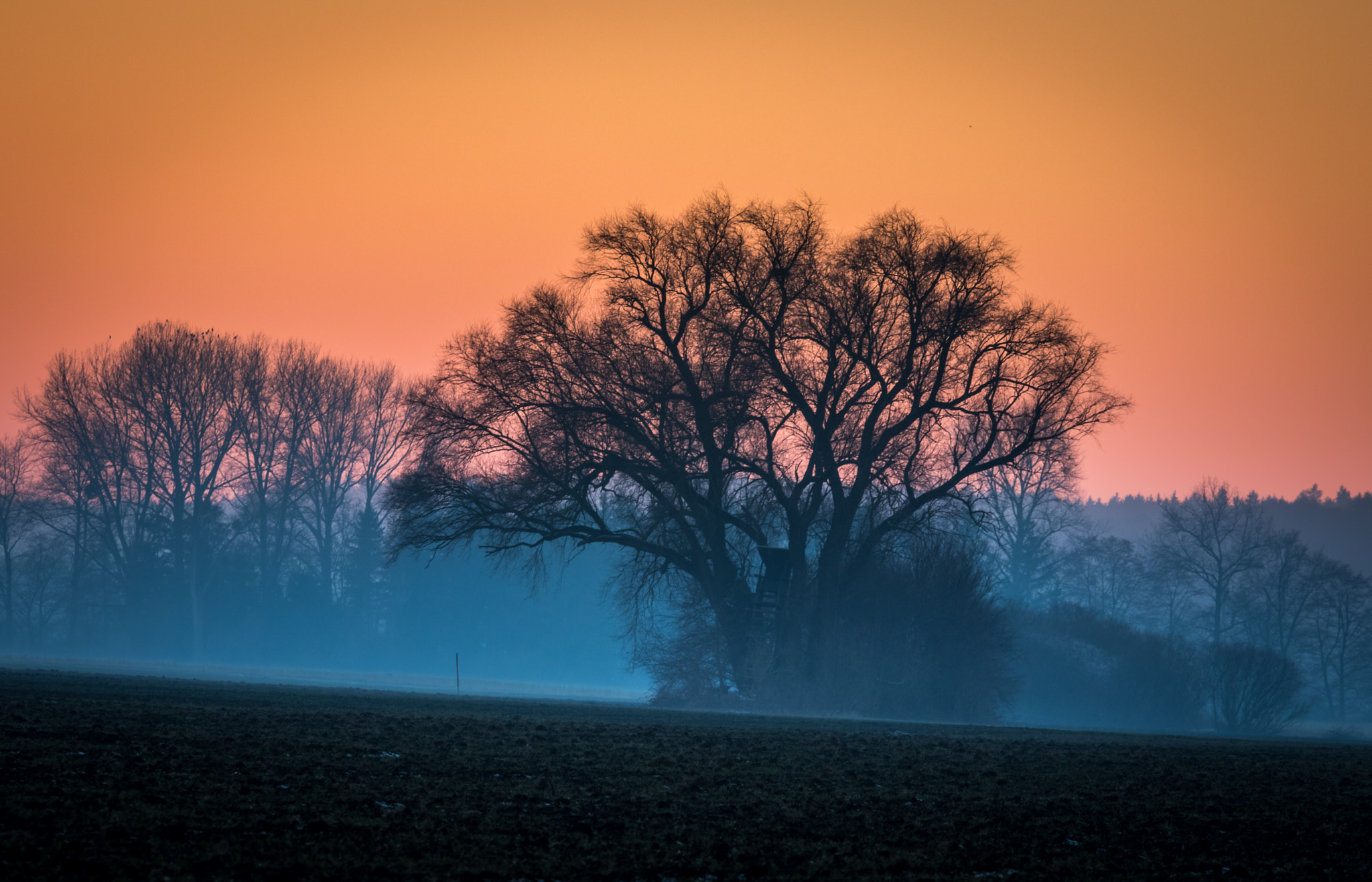Sigma 70-200mm F2.8 EX DG OS HSM sample photo. Tree in the fog photography